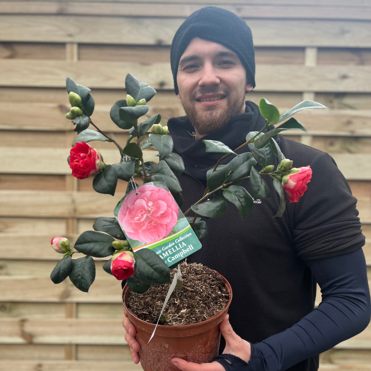 Camellia japonica &#39;Lady Campbell&#39; 3L