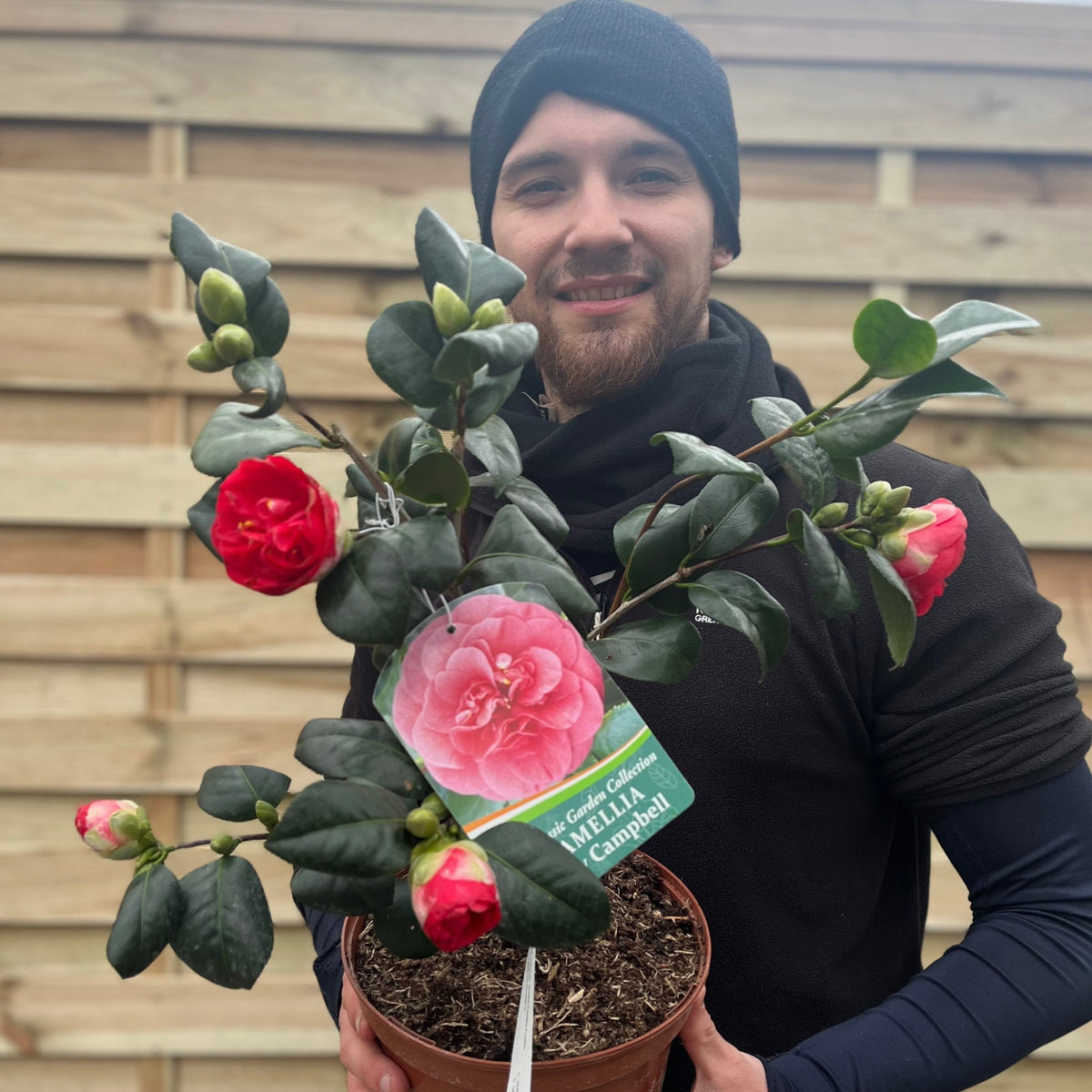 Camellia japonica &#39;Lady Campbell&#39; 3L