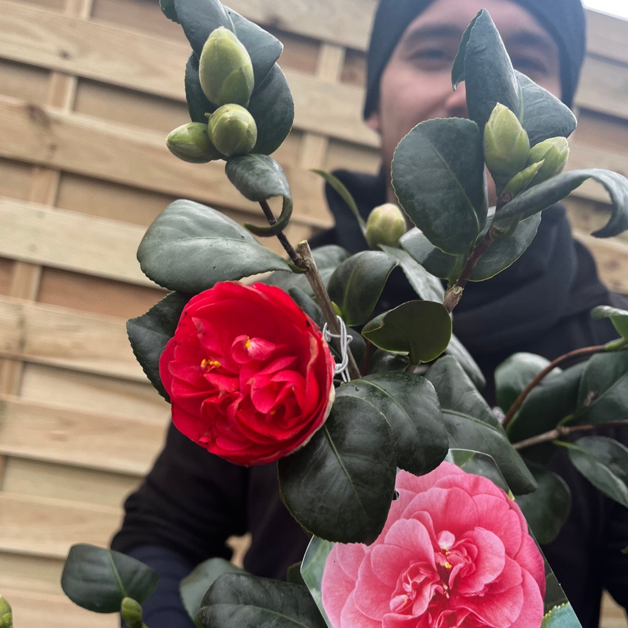 Camellia japonica 'Lady Campbell' 3L