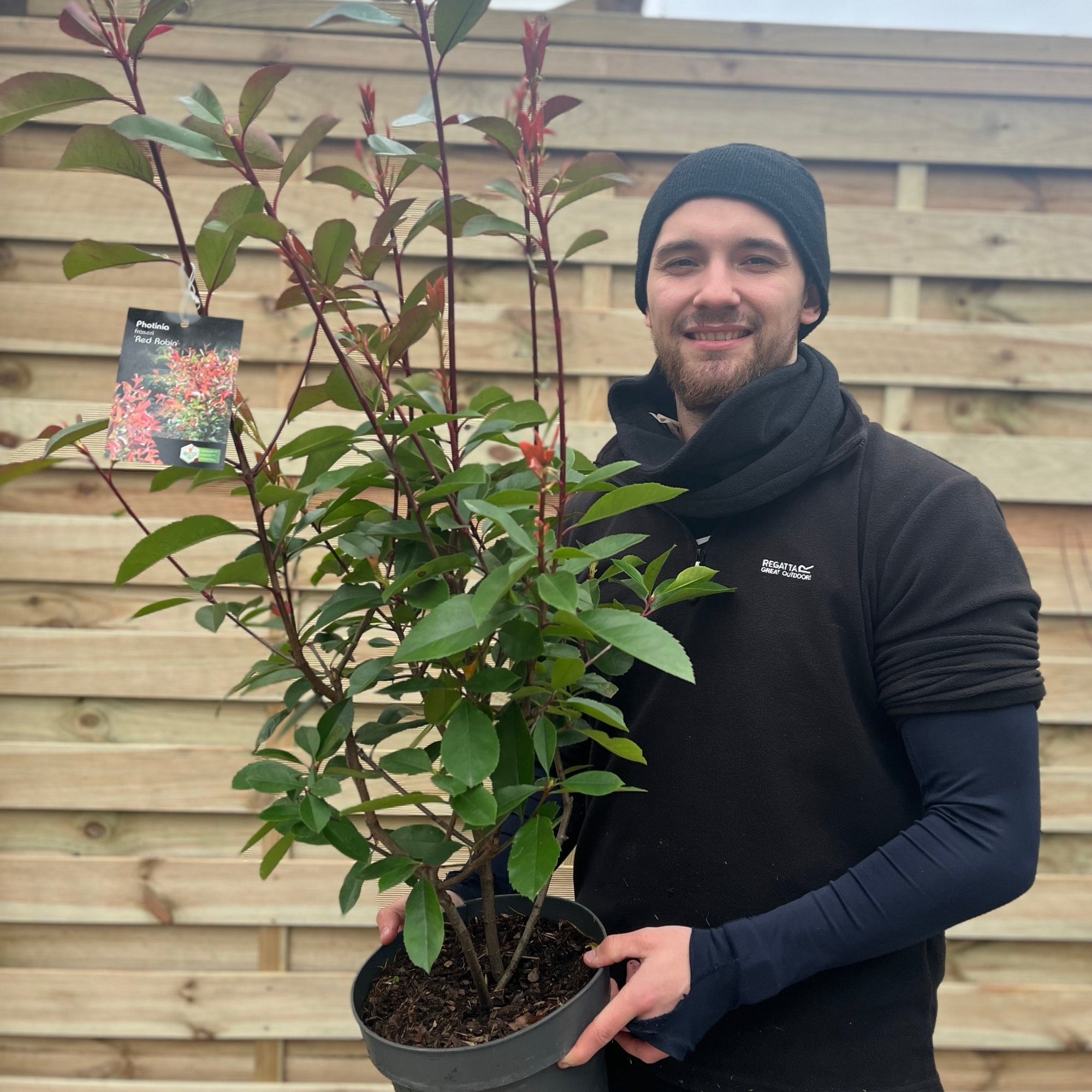 Photinia x fraseri 'Red Robin' 9cm-5L