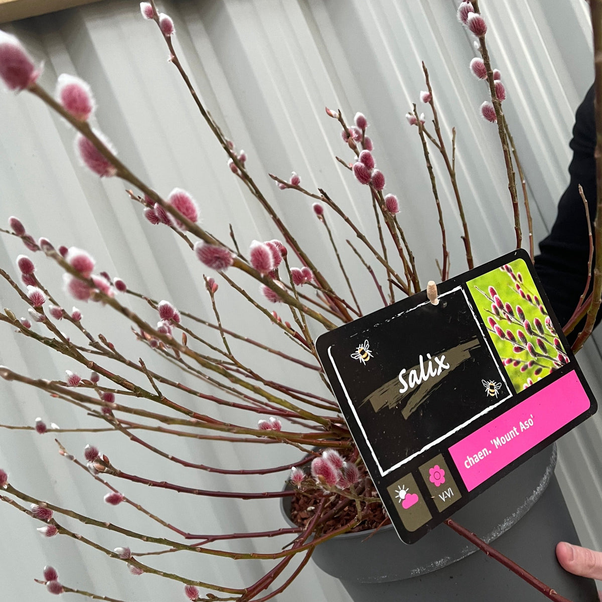 The Salix gracilistyla &#39;Mount Aso&#39; Shrub - Pussy Willow is a deciduous shrub with pink and white fuzzy catkins; its tag features care instructions, a picture, and the name “chaen. ‘Mount Aso’,” highlighting its striking display.