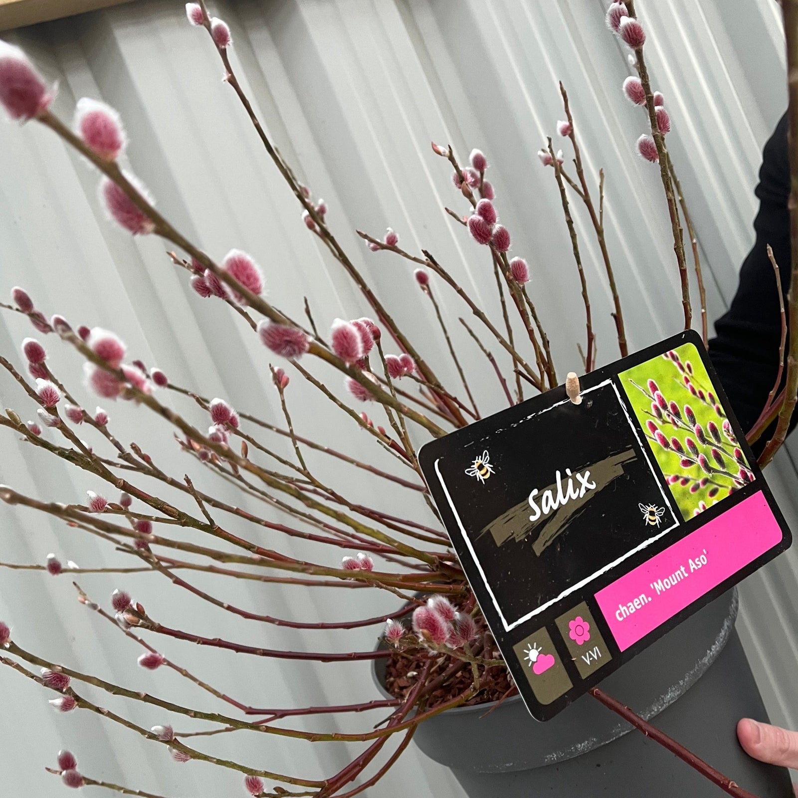 Salix gracilistyla 'Mount Aso' Shrub, known as Pussy Willow, showcases soft pink catkins on its branches in the sunlight. More branches appear blurred in the background, evoking a fresh springtime feel.