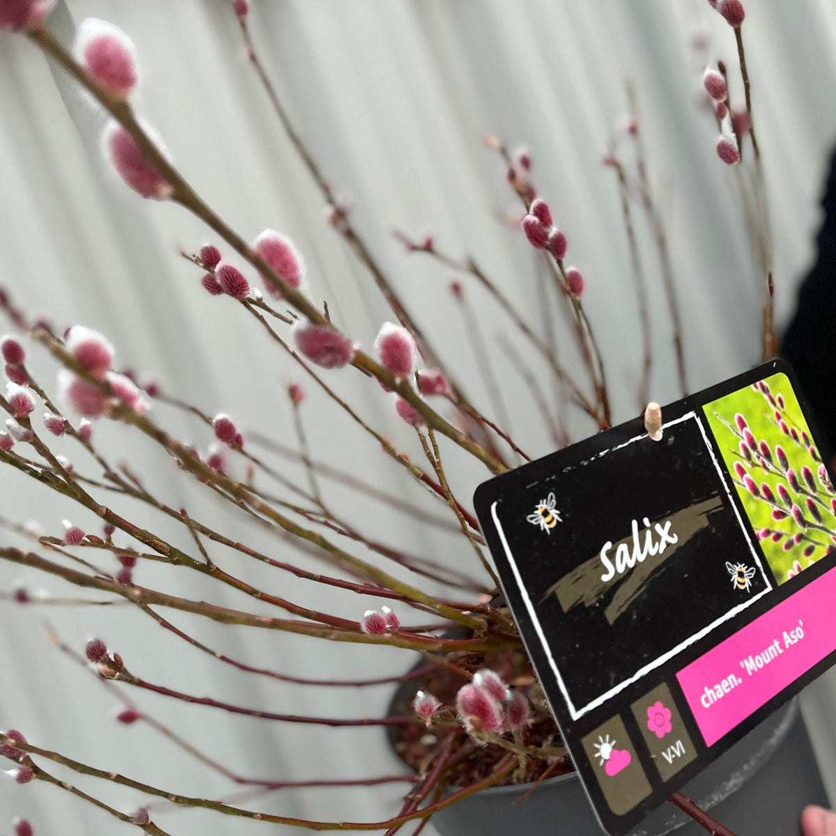 A focused image shows the Salix gracilistyla &#39;Mount Aso&#39; Shrub (Pussy Willow) with pink catkins; a plant tag featuring images and text hangs from a branch, highlighting this deciduous shrub.