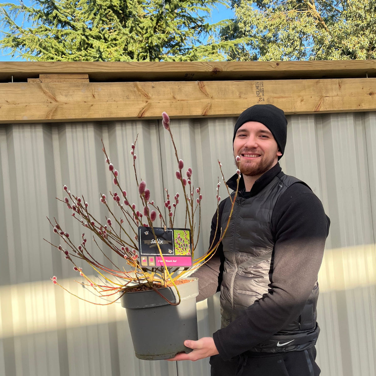 A smiling person in a black hat and vest holds a Salix gracilistyla &#39;Mount Aso&#39; Shrub—Pussy Willow with pink catkins, standing outside near a corrugated metal wall, a wooden structure, and trees in the background.