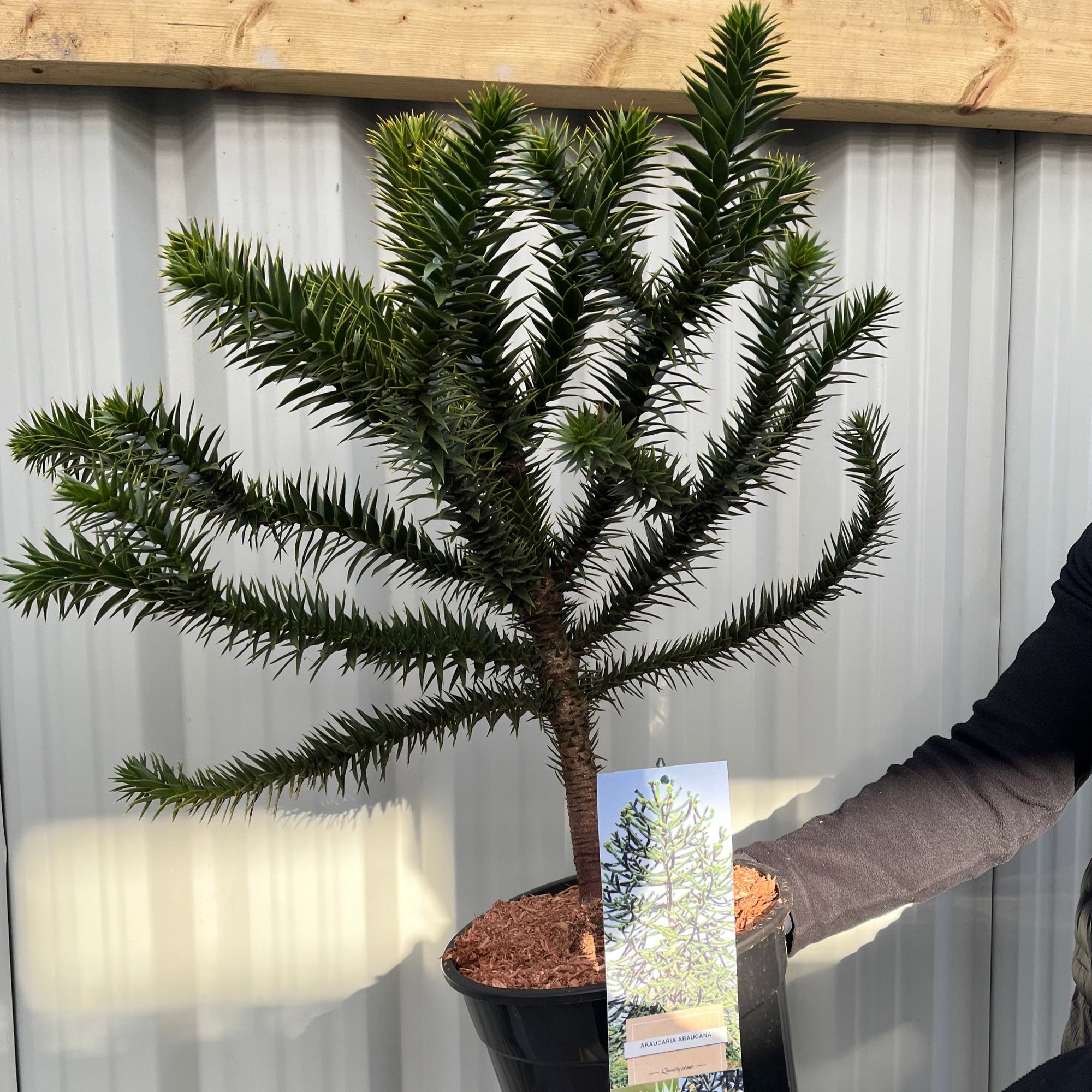 Araucaria Araucana Monkey Puzzle Tree  | Large Tree | 7.5L Pot | Height including pot 70-80cm