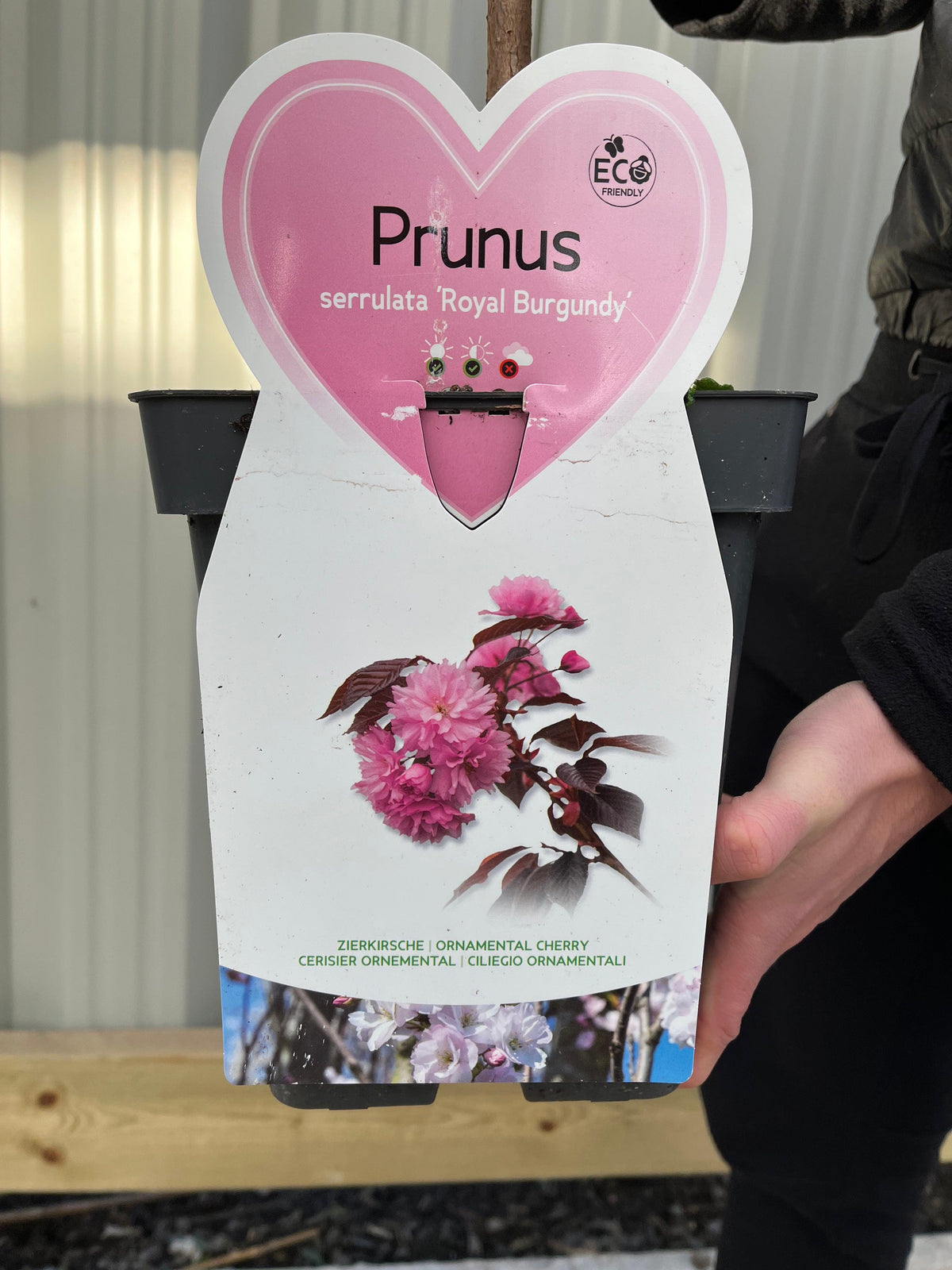 Ornamental Flowering Cherry Blossom Tree Dwarf - Prunus serrulata &#39;Royal Burgundy&#39; 1m