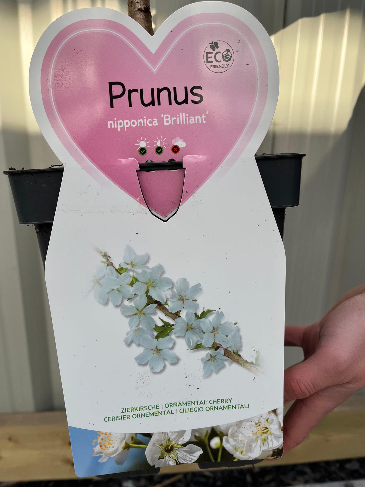 Ornamental Flowering Cherry Blossom Dwarf Tree -  Nipponica ‘Brilliant&#39; (2 Sizes Available)