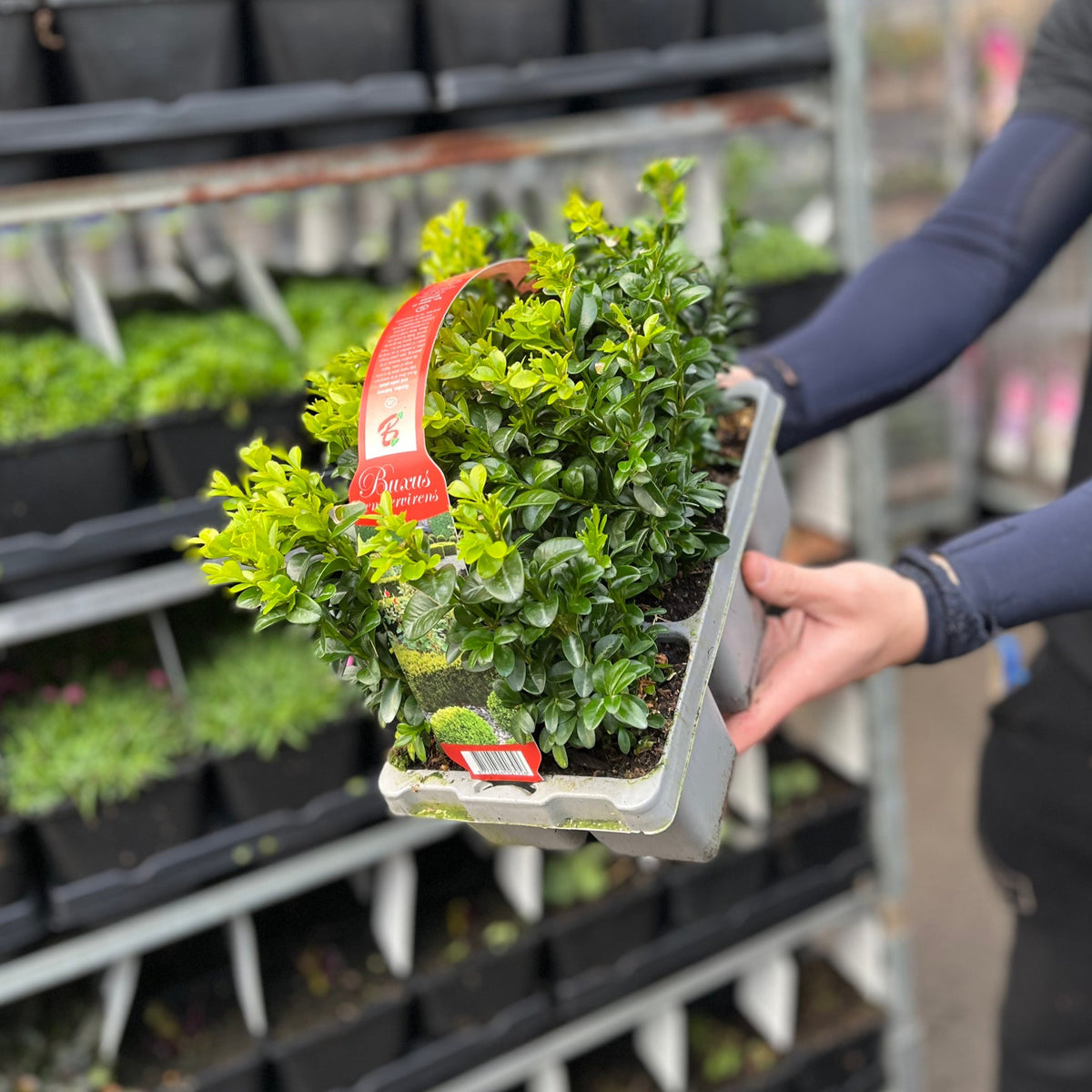 Someone holds a tray of Buxus Hedging Carry Pack (2 Packs Available), featuring small, shade-tolerant leafy green plants with light tips. The tray has a red handle and label; more trays for box or evergreen hedges are visible in the background.