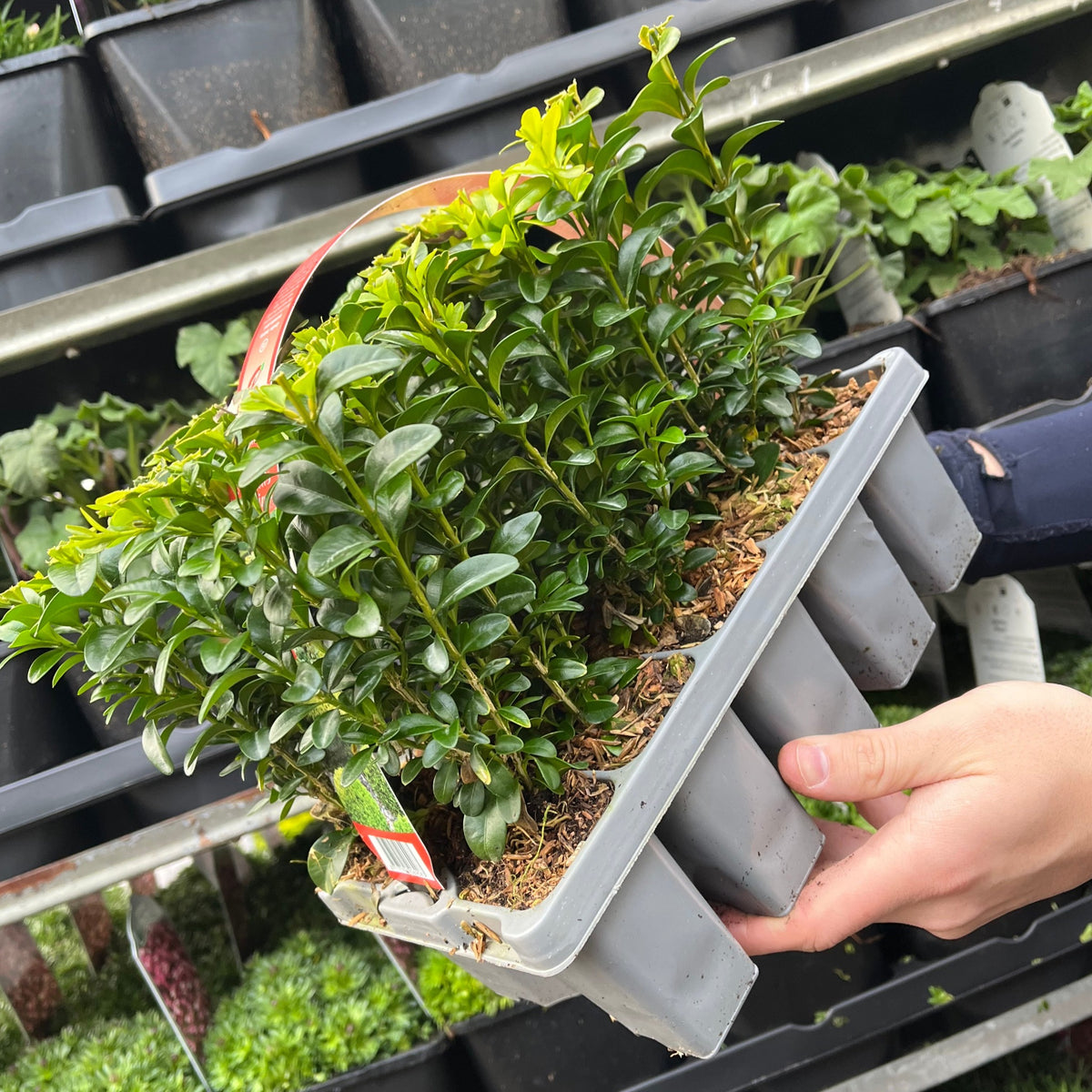 A hand holds a Buxus Hedging Carry Pack (2 Packs Available), with more packs and leafy green plants visible on shelves in the background.