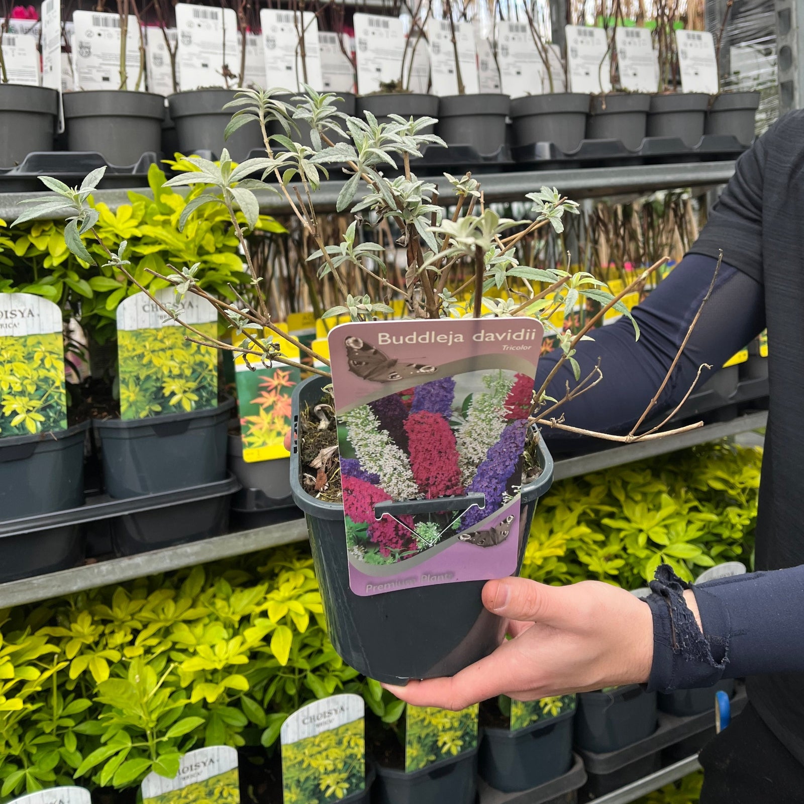 Someone holds a Buddleja davidii Butterfly Bush (Tricoloured, 2L), a striking plant famous for its three vibrant flower colours.