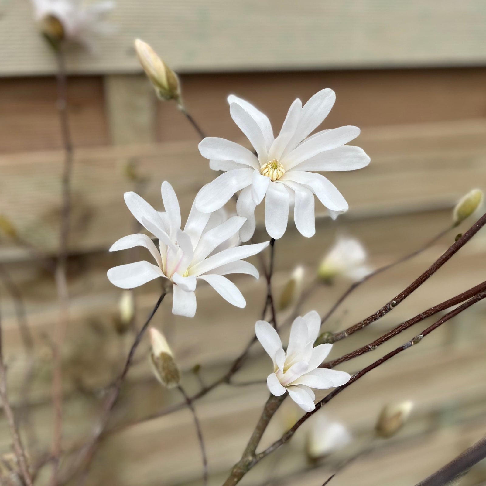 Three star-shaped white flowers and several buds bloom on the Magnolia stellata Standard Tree (Star Magnolia 90-100cm), highlighting its scented compact form against a blurred wooden background.