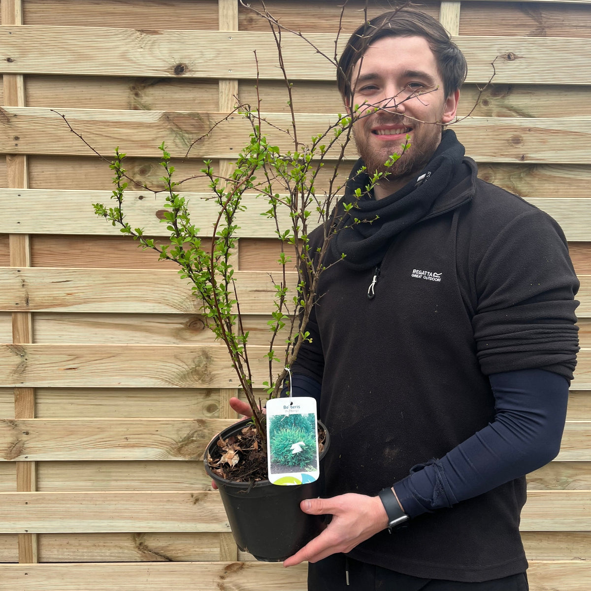 A person in black smiles, holding a Berberis thunbergii Powwow 3L potted plant with thin branches, small green leaves, and tiny red flowers. A plant tag is attached, with a wooden fence in the background.