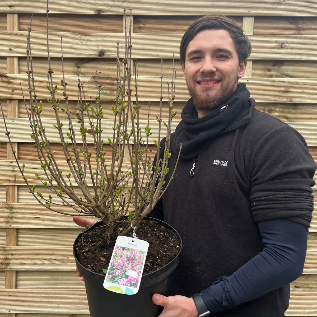 Syringa meyeri &#39;Palibin&#39; (Lilac) 7.5L