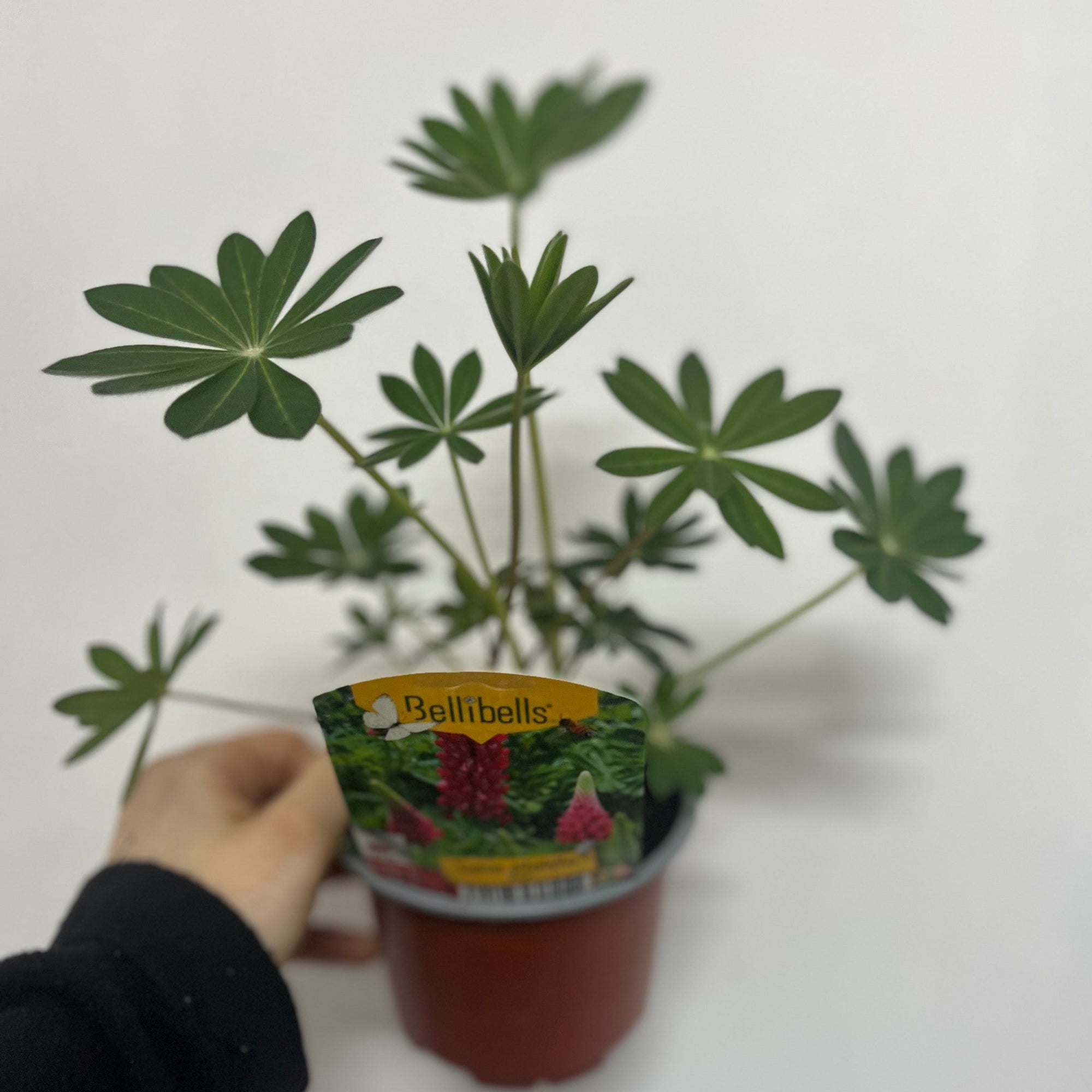 Lupin polyphyllus Rose 1L