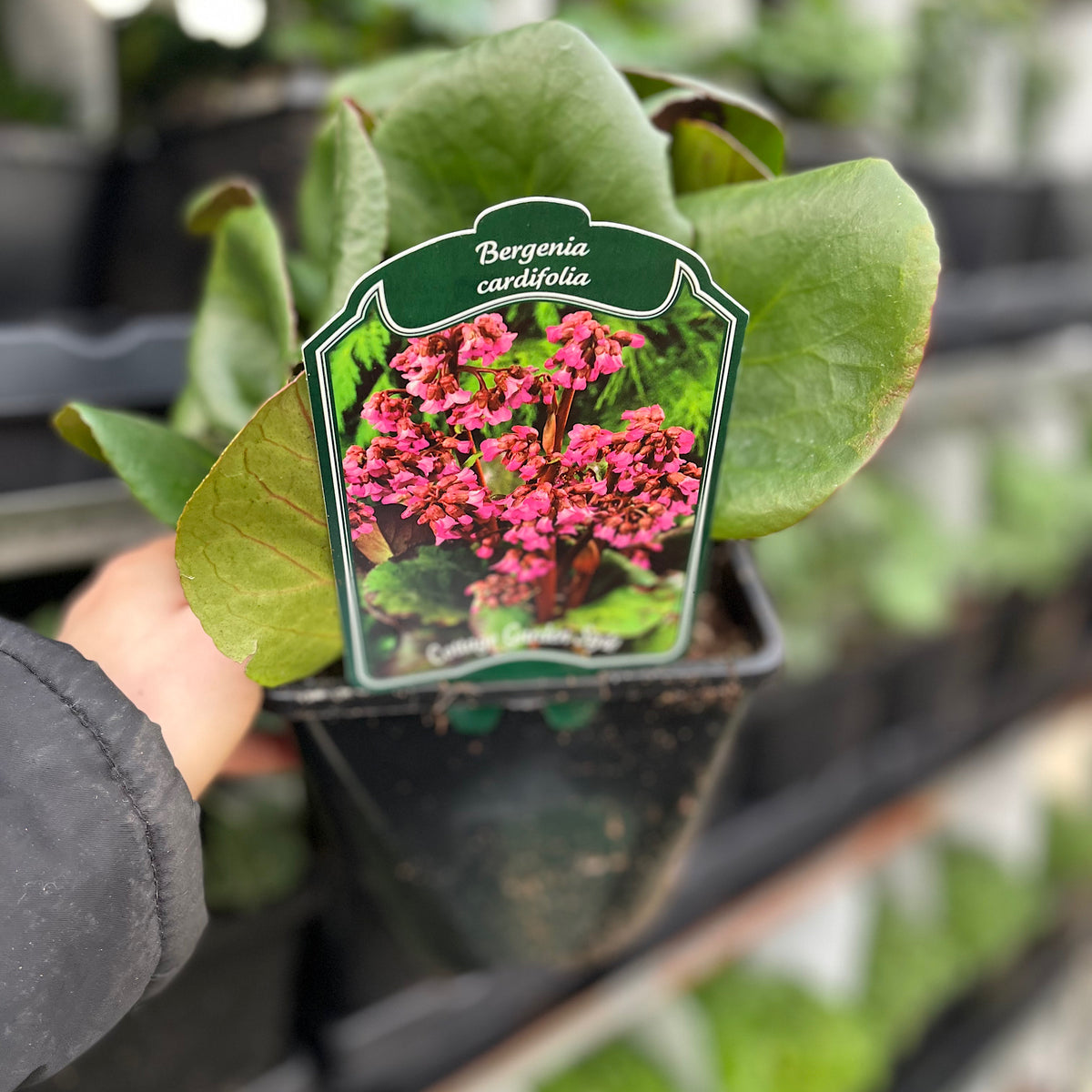 A hand holds a potted Bergenia cordifolia &#39;Purpurea&#39; (Elephant&#39;s Ears), available in two sizes. The plant label shows pink flowers and green leaves, matching the pot, with more Bergenias blurred on shelves in the background.