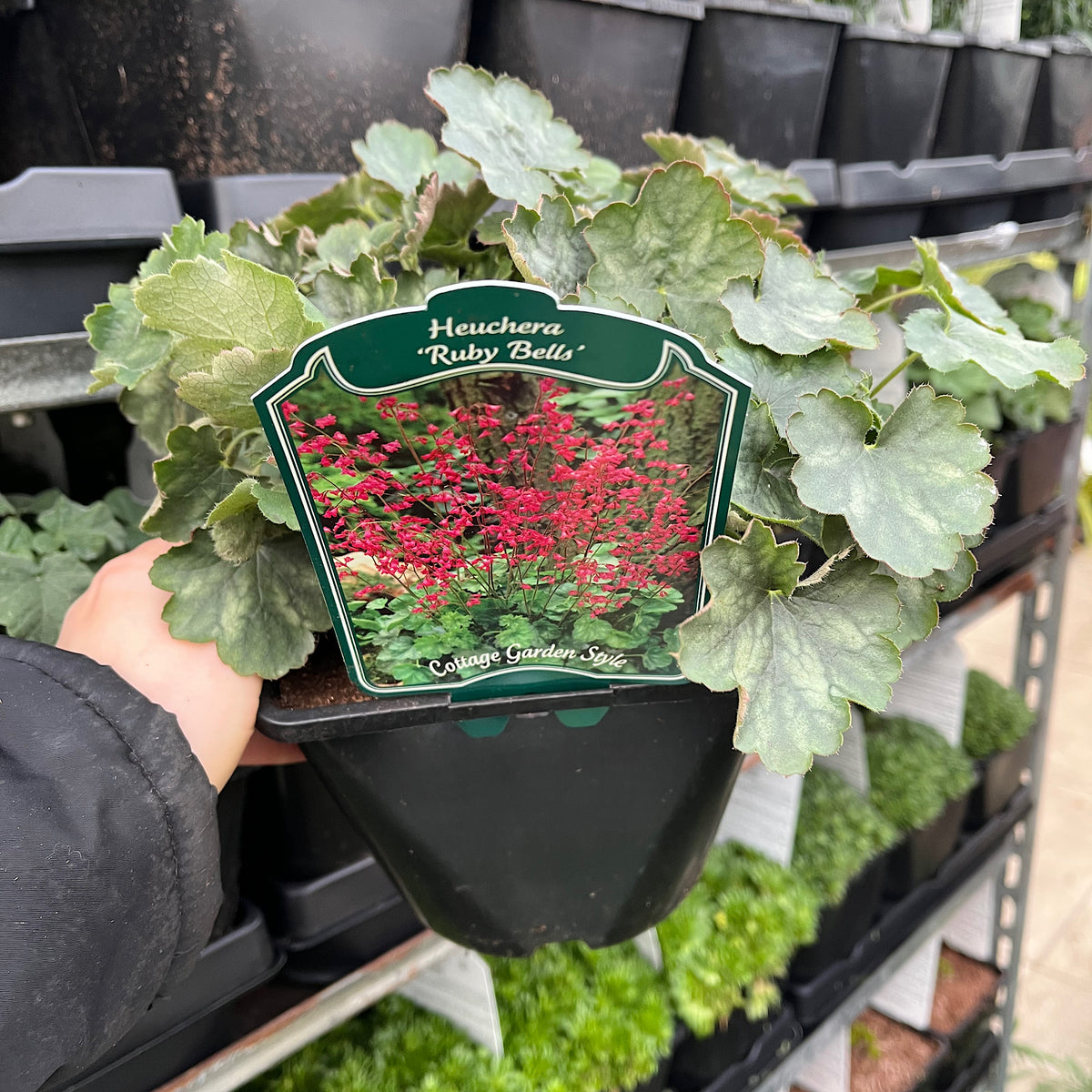 A hand holds a Heuchera &#39;Ruby Bells&#39; in a 9cm/2L growers pot, showing its green, ruffled leaves and the label with red flowers—ideal for brightening shade gardens. Other potted plants are arranged on shelves in the background.