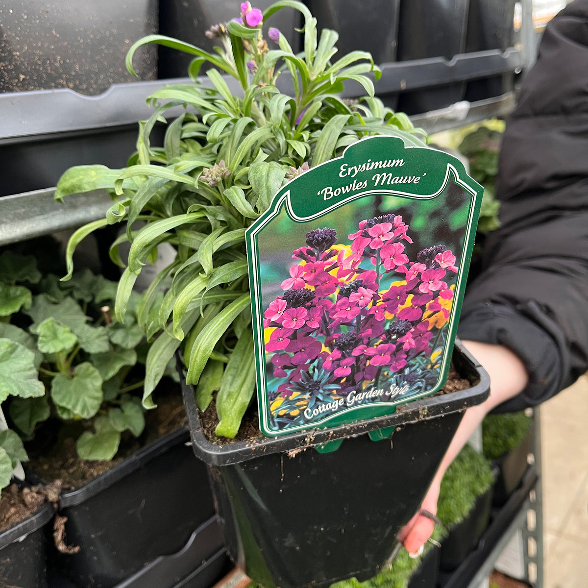 Erysimum &#39;Bowles Mauve&#39; (Three Sizes Available)
