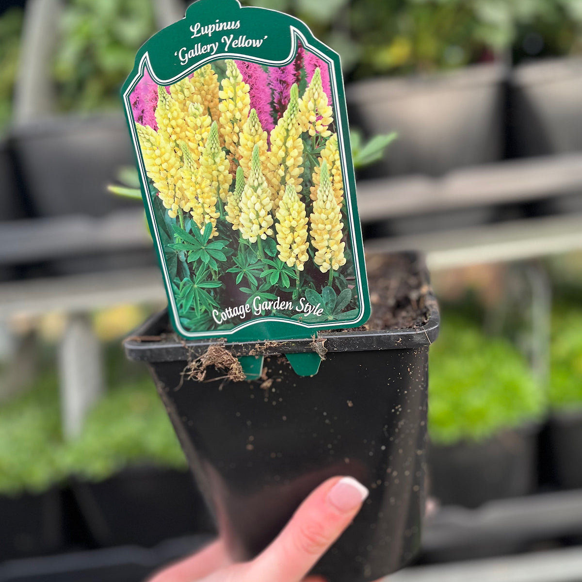 Lupin &#39;Gallery Yellow&#39; 9cm / 1.5L / 3L