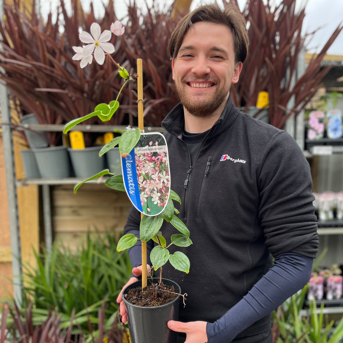 A smiling person in a black jacket holds a Clematis armandii &#39;Apple Blossom&#39; 100cm (evergreen and fragrant) with pink flowers at an outdoor garden center, surrounded by other plants and gardening supplies.
