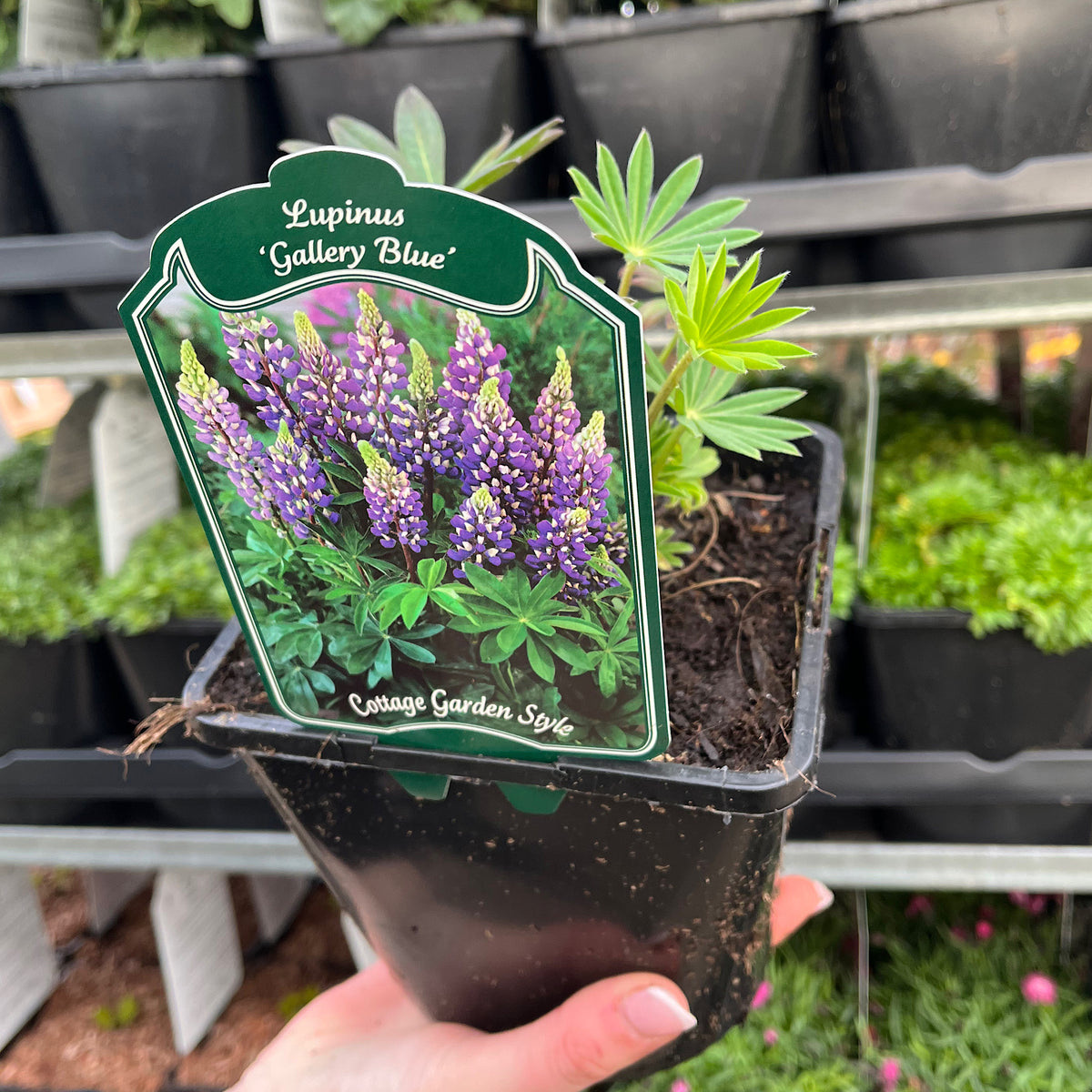 A hand holds a potted Lupin &#39;Gallery Blue&#39; (two sizes available), a pollinator-friendly perennial. The label features tall purple and white blooms and reads Cottage Garden Style, with shelves of similar plants in the background.