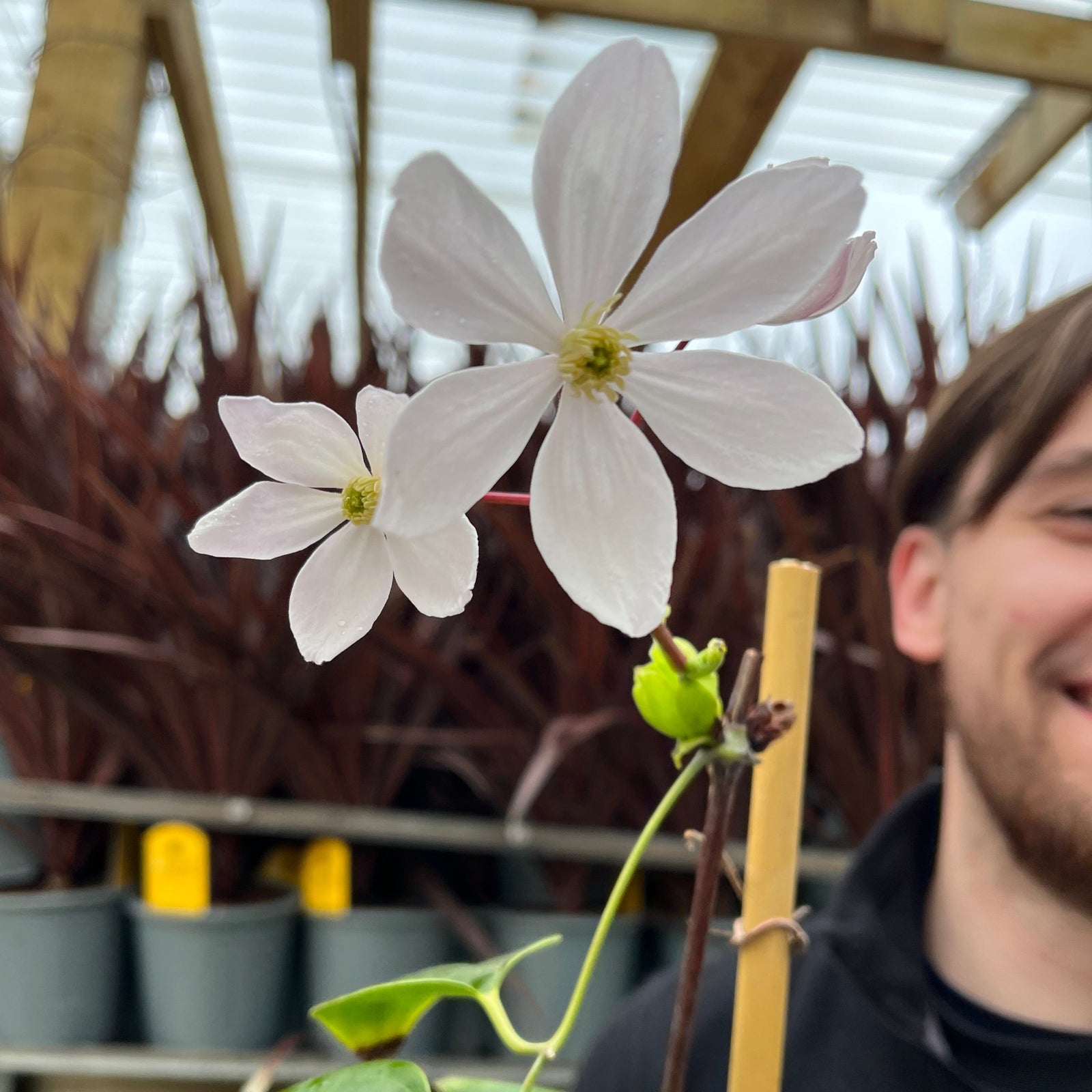 A smiling person in a black jacket holds a Clematis armandii 'Apple Blossom' 100cm (evergreen and fragrant) with pink flowers at an outdoor garden center, surrounded by other plants and gardening supplies.