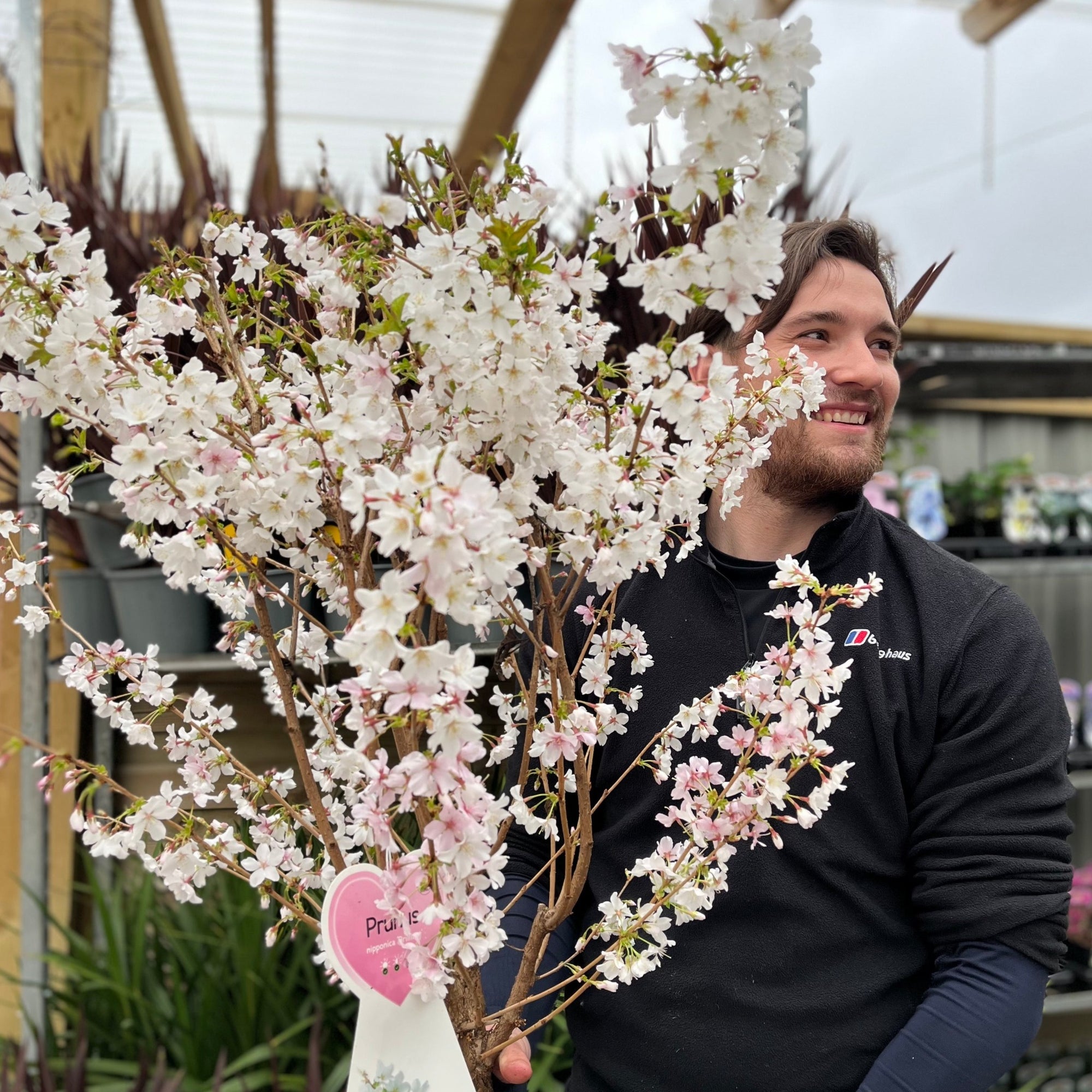 Ornamental Flowering Cherry Blossom Tree -  Nipponica ‘Brilliant' 7.5L 1m
