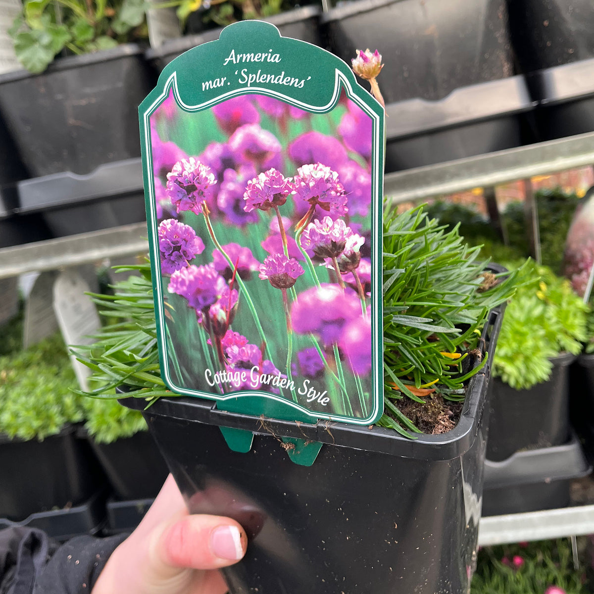 Armeria maritima Splendens Sea Pinks 2L