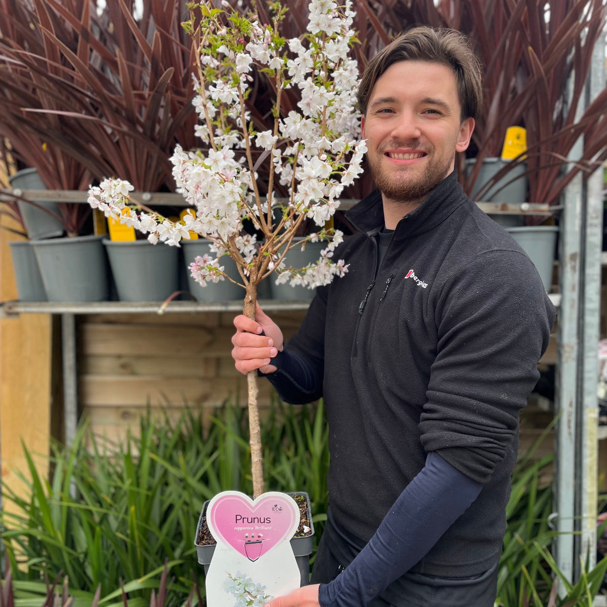 Ornamental Flowering Cherry Blossom Dwarf Tree -  Nipponica ‘Brilliant&#39; (2 Sizes Available)