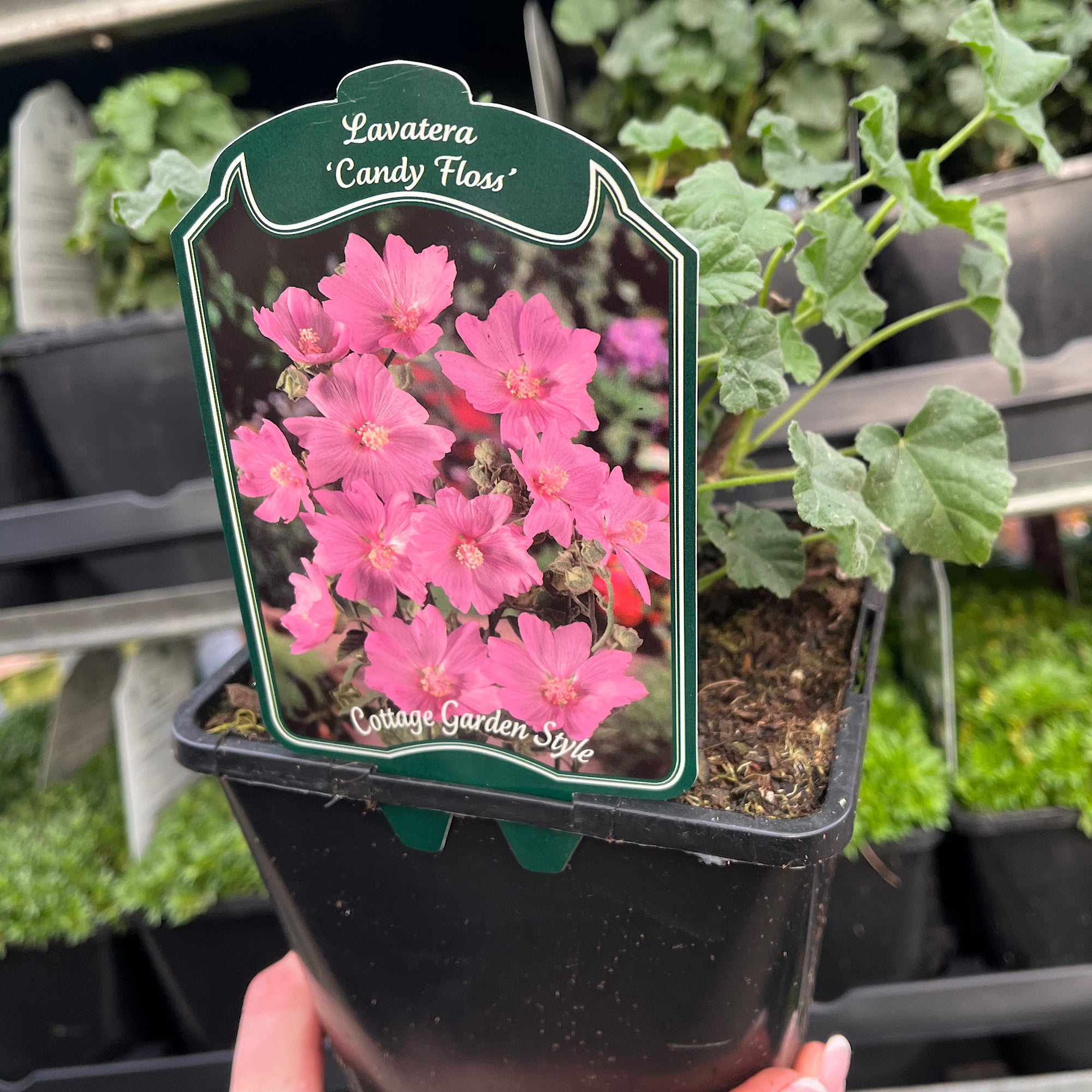 Lavatera x clementii 'Candy Floss' 2L