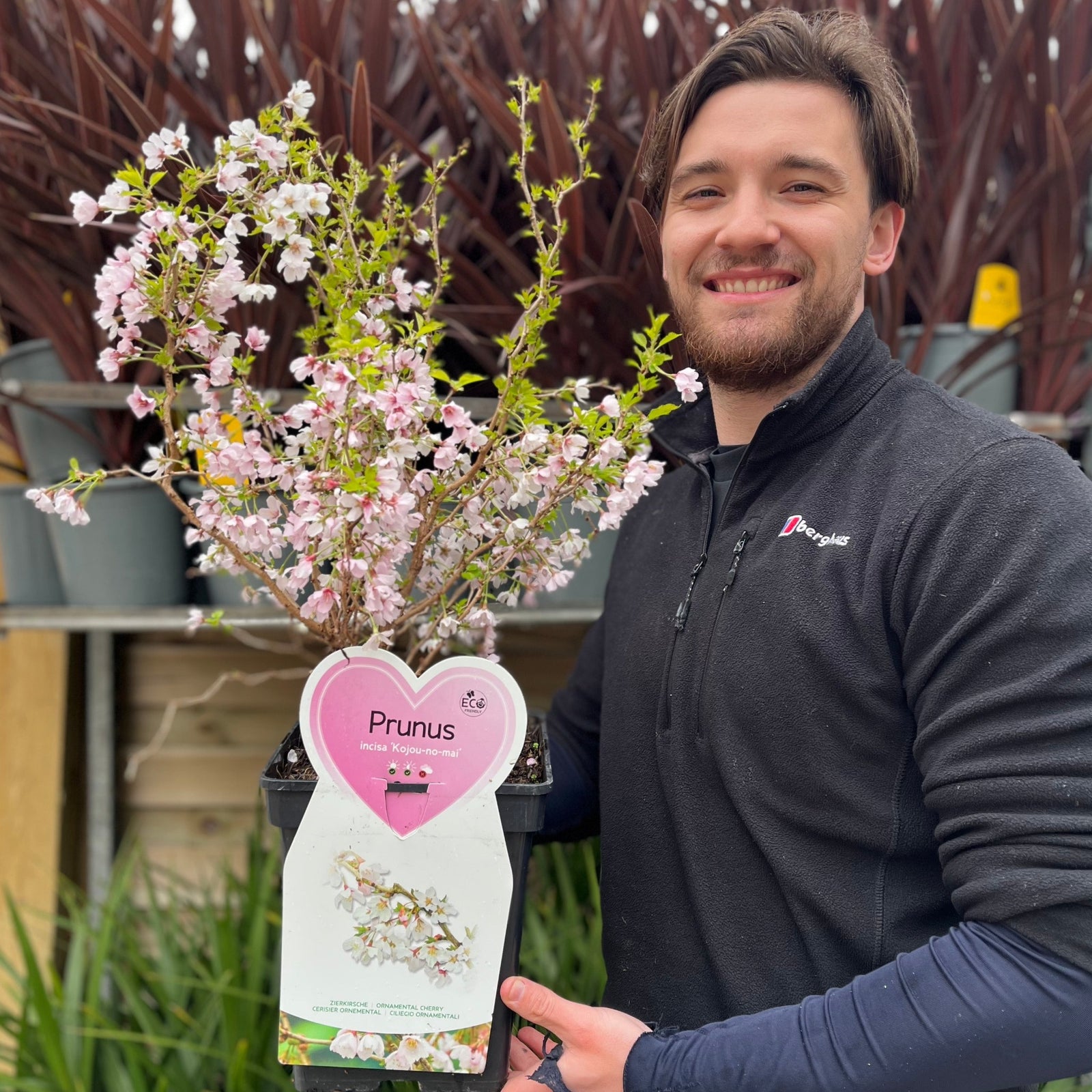 A person in a dark jacket smiles while holding a Prunus Ornamental Flowering Cherry Blossom Shrub - Incisa 'KOJOU-NO-MAI' (9cm/2L/4L) with light pink spring blooms and a heart-shaped label, standing before shelves of container gardening plants.