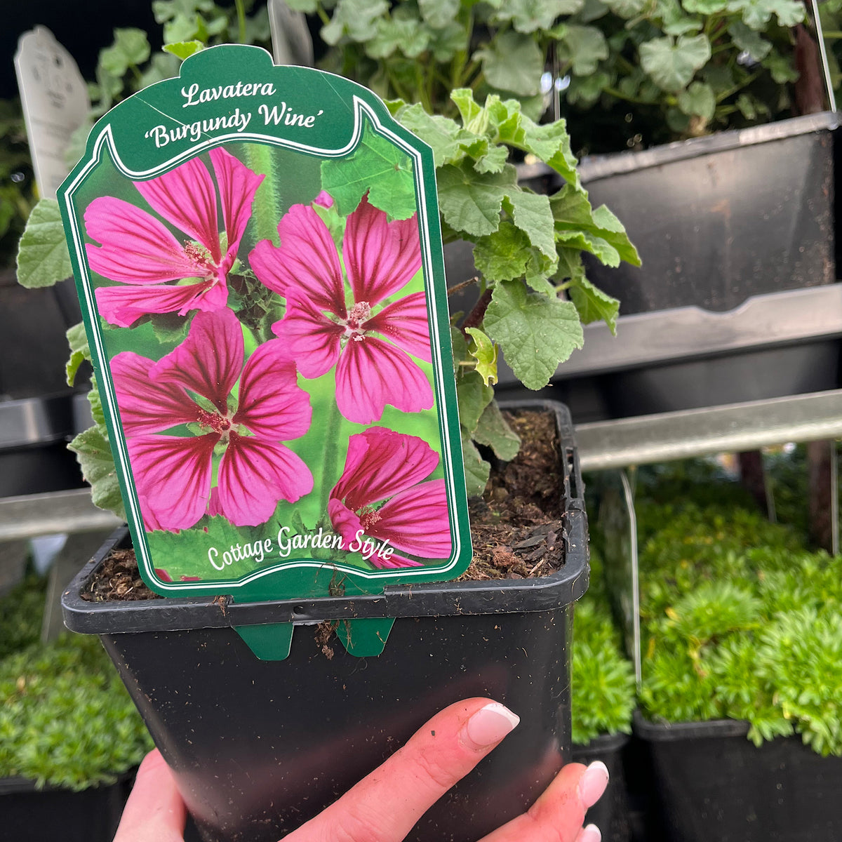 A hand holds a Lavatera &#39;Burgundy Wine&#39; plant (9cm / 2L / 3L) with a label highlighting its rich burgundy-red blooms. Ideal for garden borders, with other potted green plants in the background.