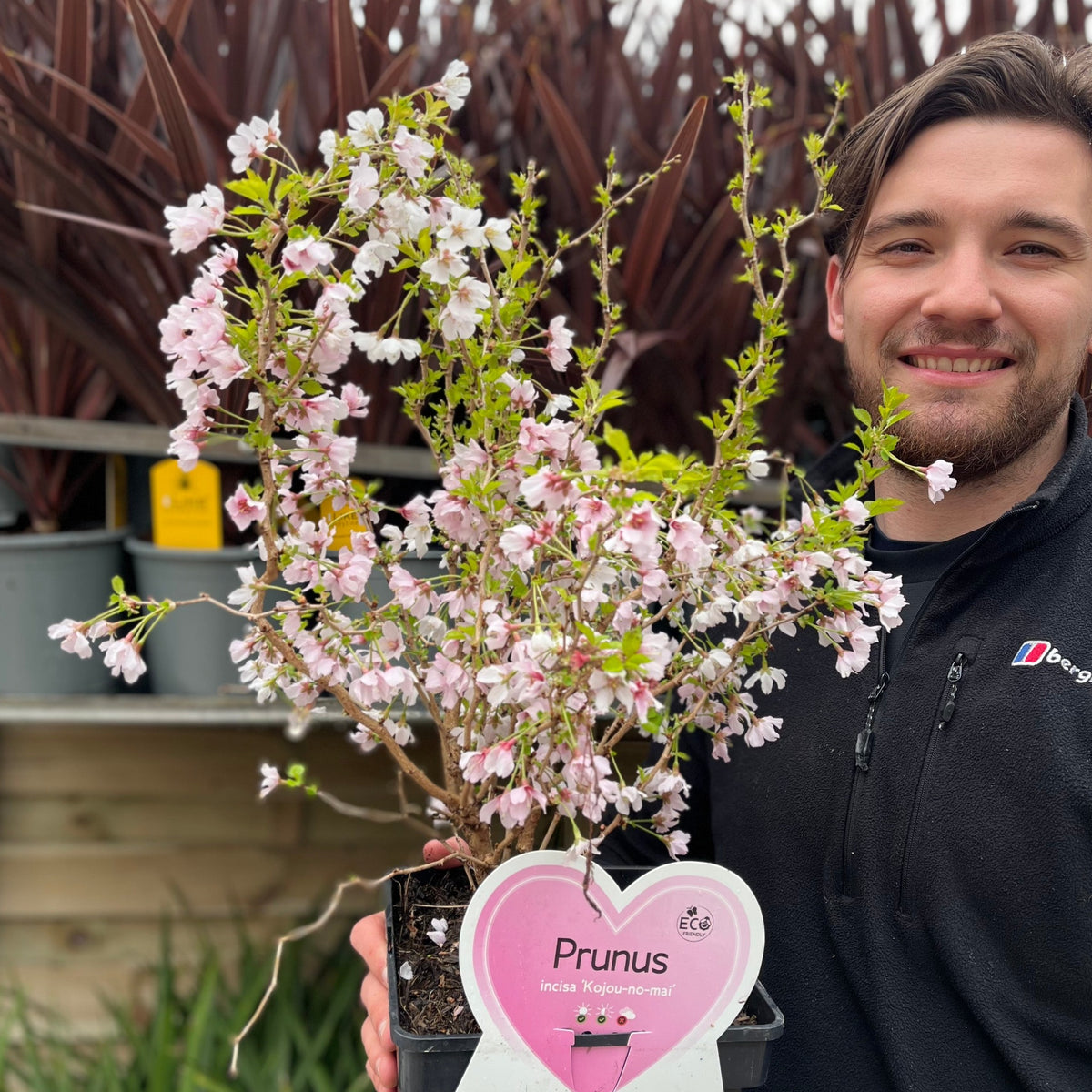 A smiling man in a black jacket holds a Prunus Ornamental Flowering Cherry Blossom Shrub - Incisa &#39;KOJOU-NO-MAI&#39; with delicate pink spring blooms. A heart-shaped label is attached, ideal for container gardening. Tall dark plants stand behind him.
