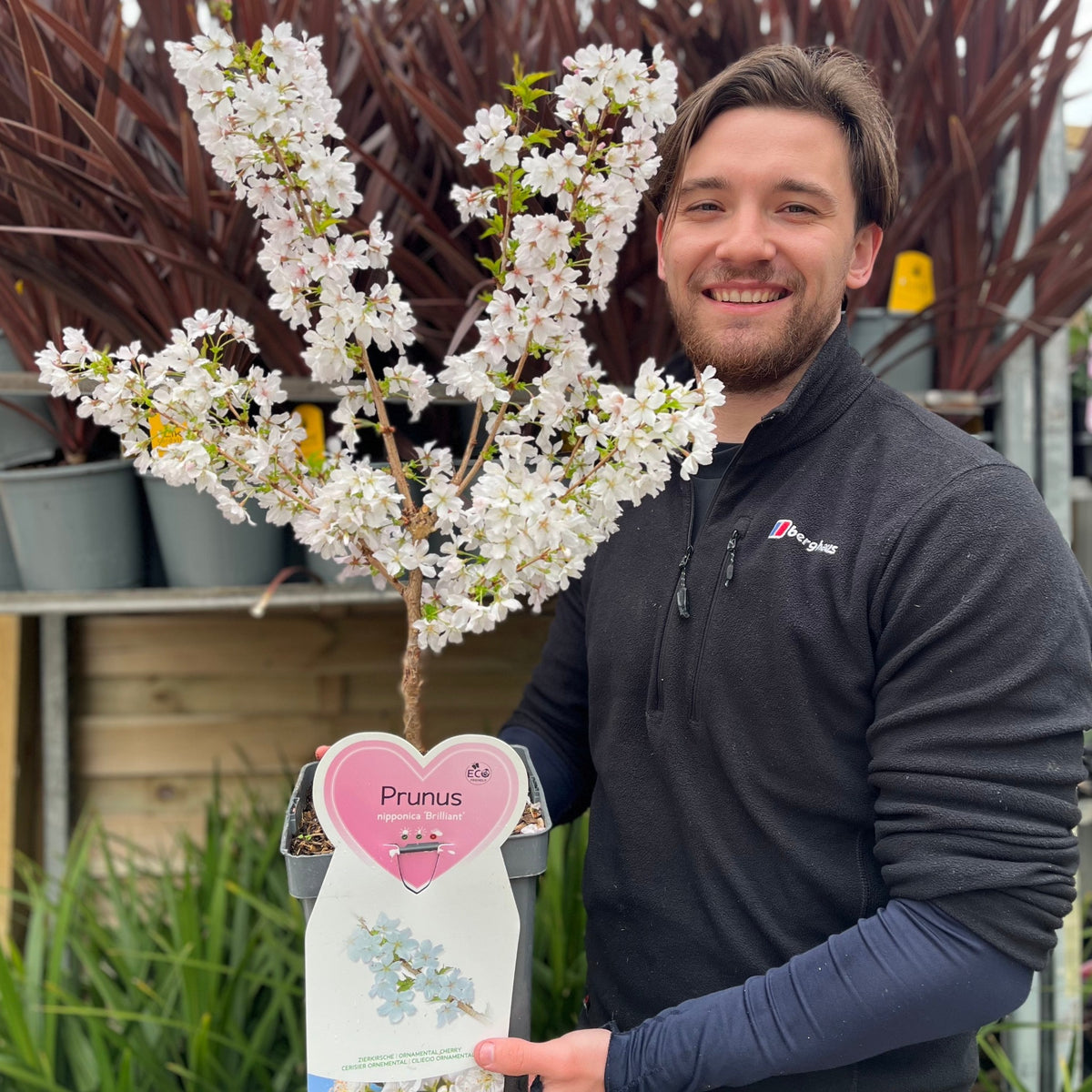 Ornamental Flowering Cherry Blossom Dwarf Tree -  Nipponica ‘Brilliant&#39; (2 Sizes Available)