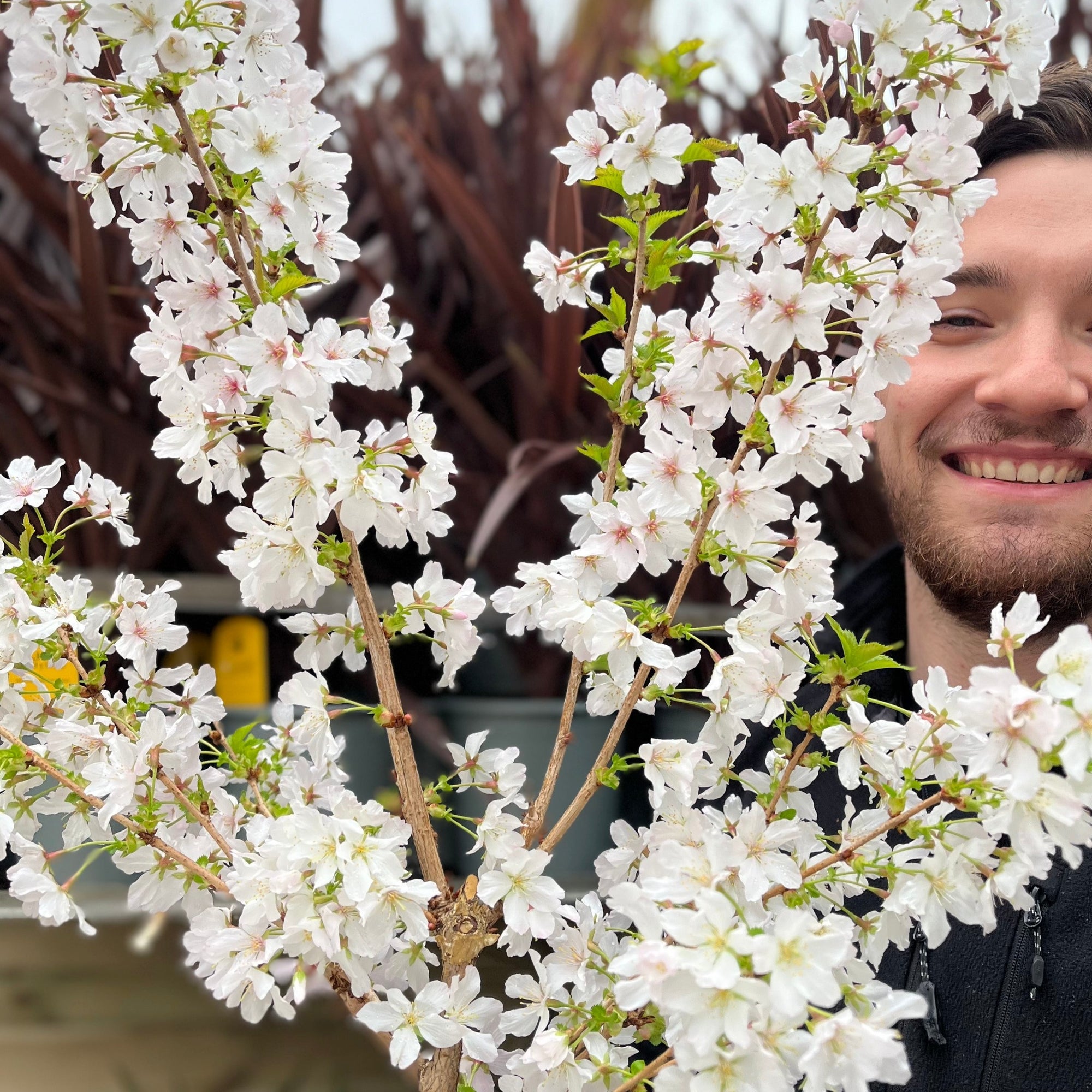 Ornamental Flowering Cherry Blossom Dwarf Tree -  Nipponica ‘Brilliant' (2 Sizes Available)