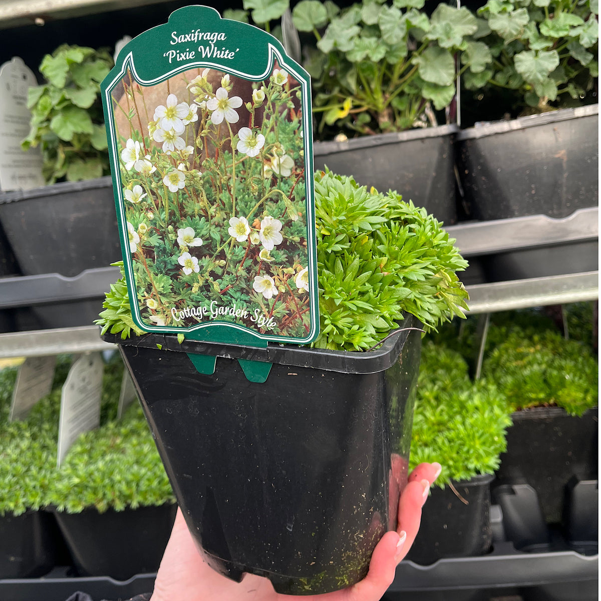 A hand holds a Saxifraga &#39;Pixie White&#39; 2L in a black pot, an evergreen perennial ideal for rockeries, with a label showing white blooms and green leaves; similar pots are arranged on shelves behind.