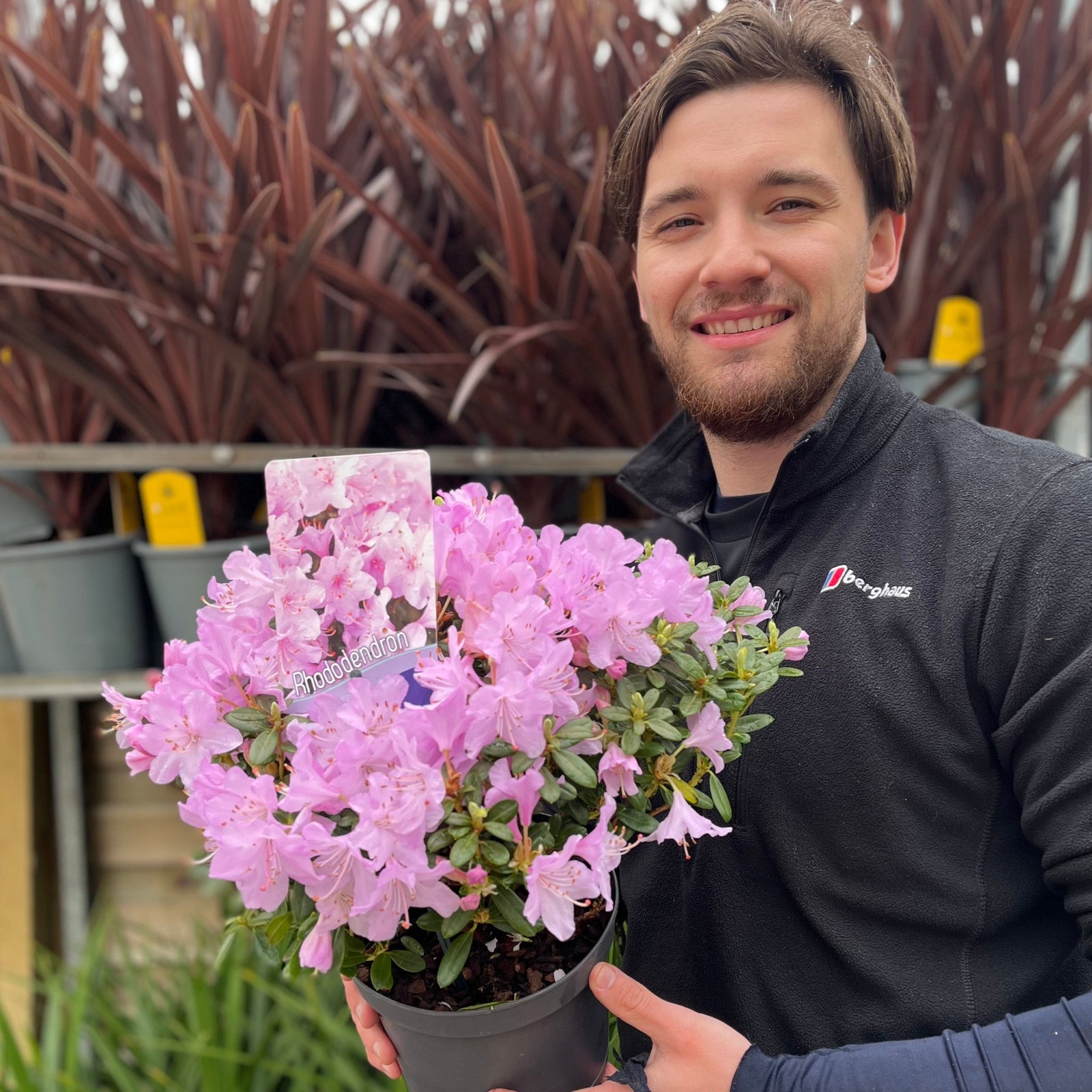 Dwarf Rhododendron 'Snipe' 1L