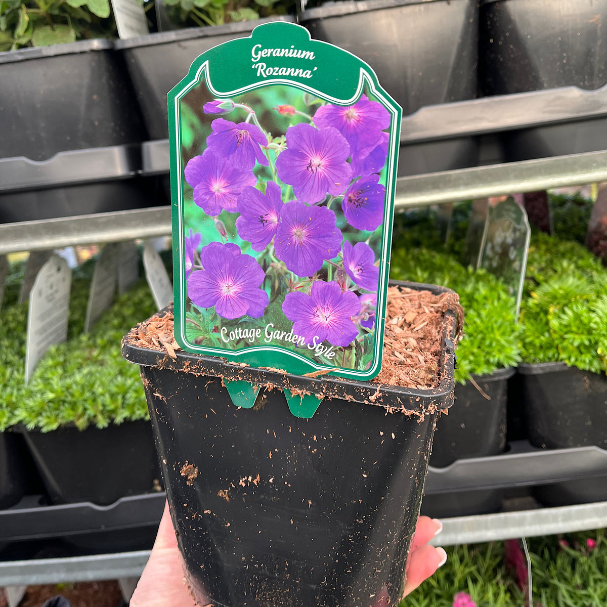 Geranium &#39;Rozanne&#39; 9cm / 2L