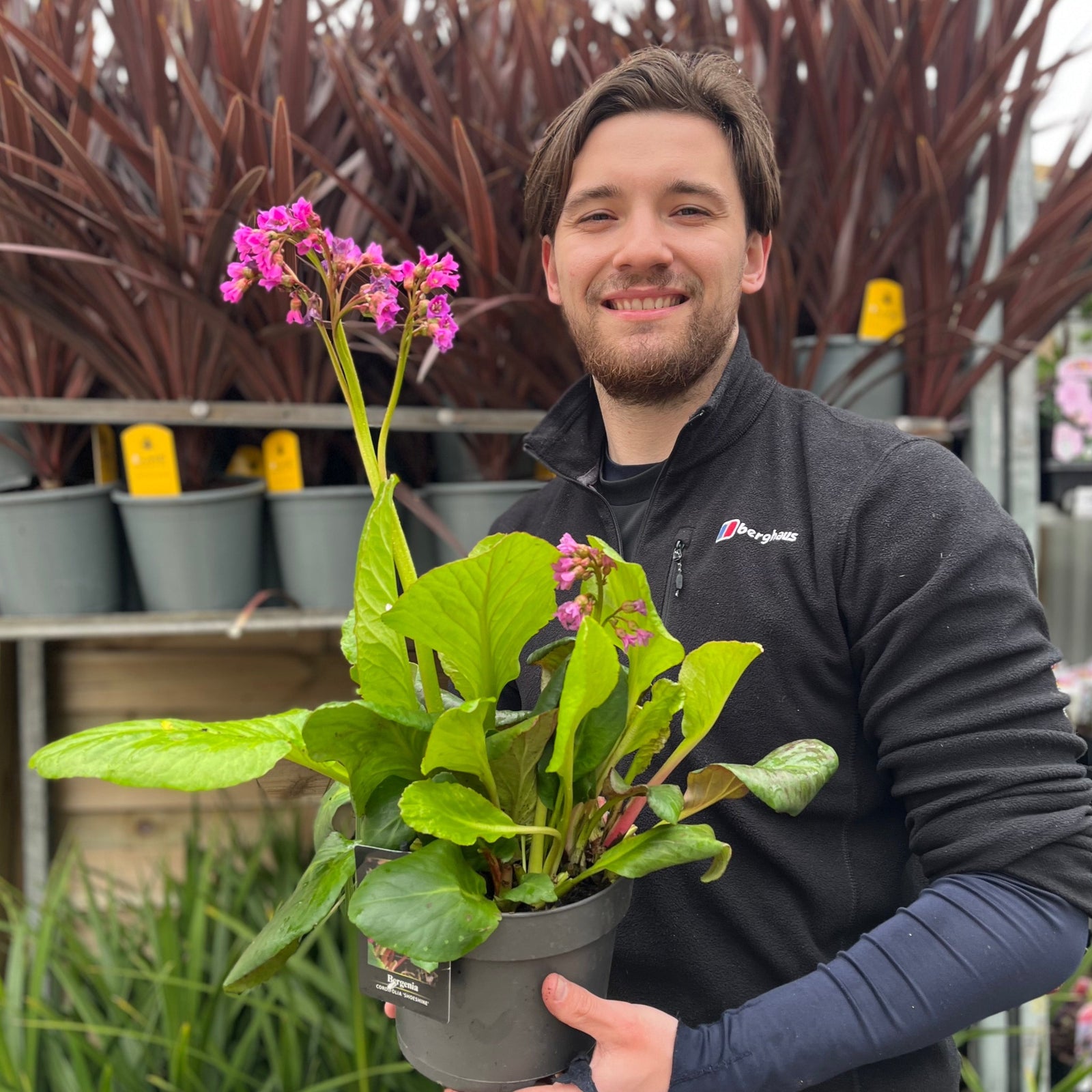 A smiling man in a black jacket holds Bergenia cordifolia 'Purpurea' (Elephant’s Ears) - Two sizes available, an evergreen with broad green leaves and pink blooms, standing in a garden center surrounded by lush groundcover and plants.