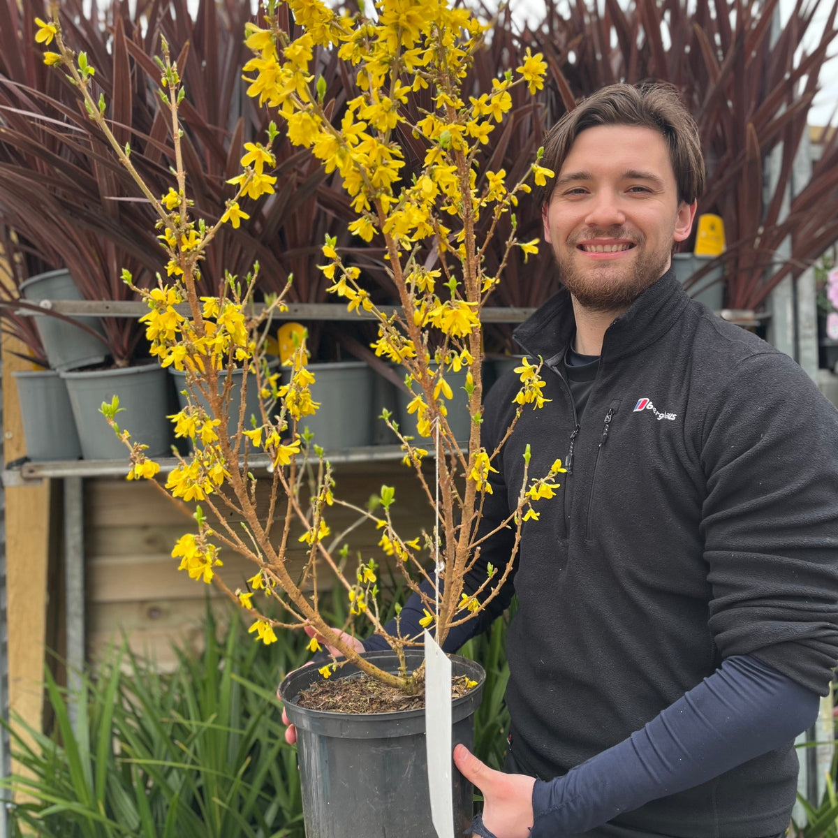 Forsythia x intermedia &#39;Mikador&#39; 5L