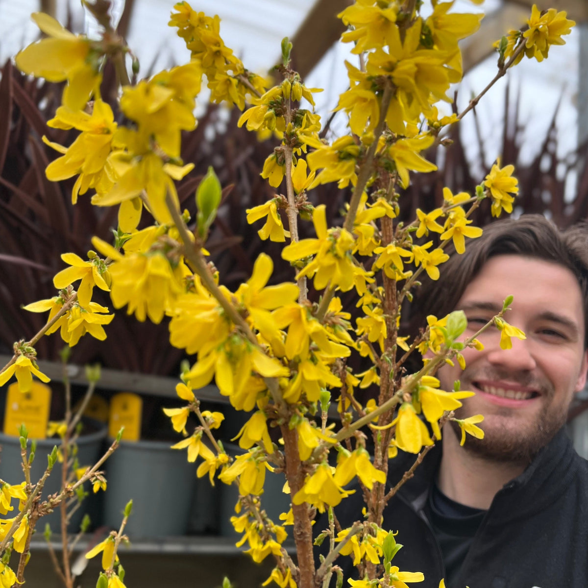 Forsythia x intermedia &#39;Mikador&#39; 5L