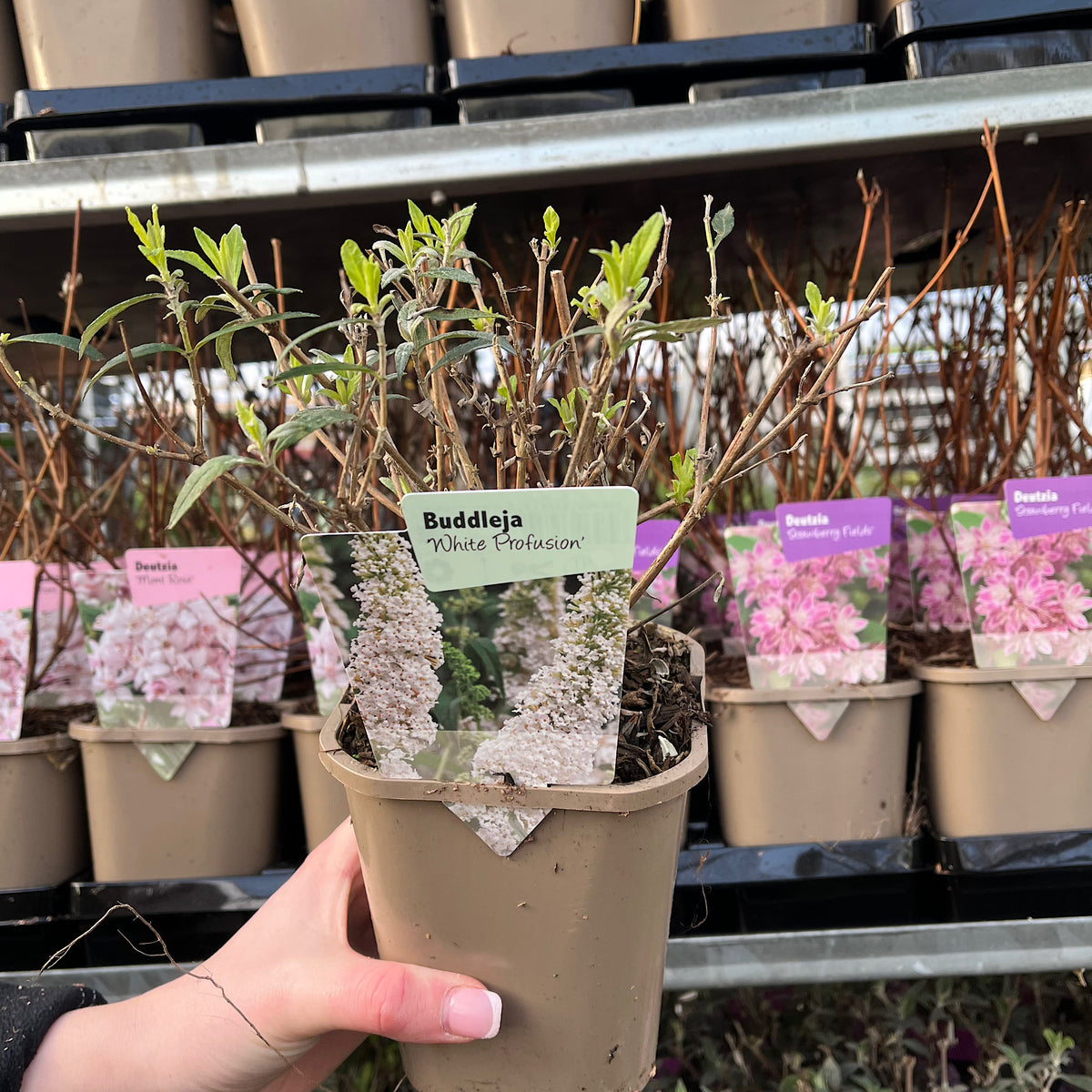 Buddleja davidii &#39;White Profusion&#39;