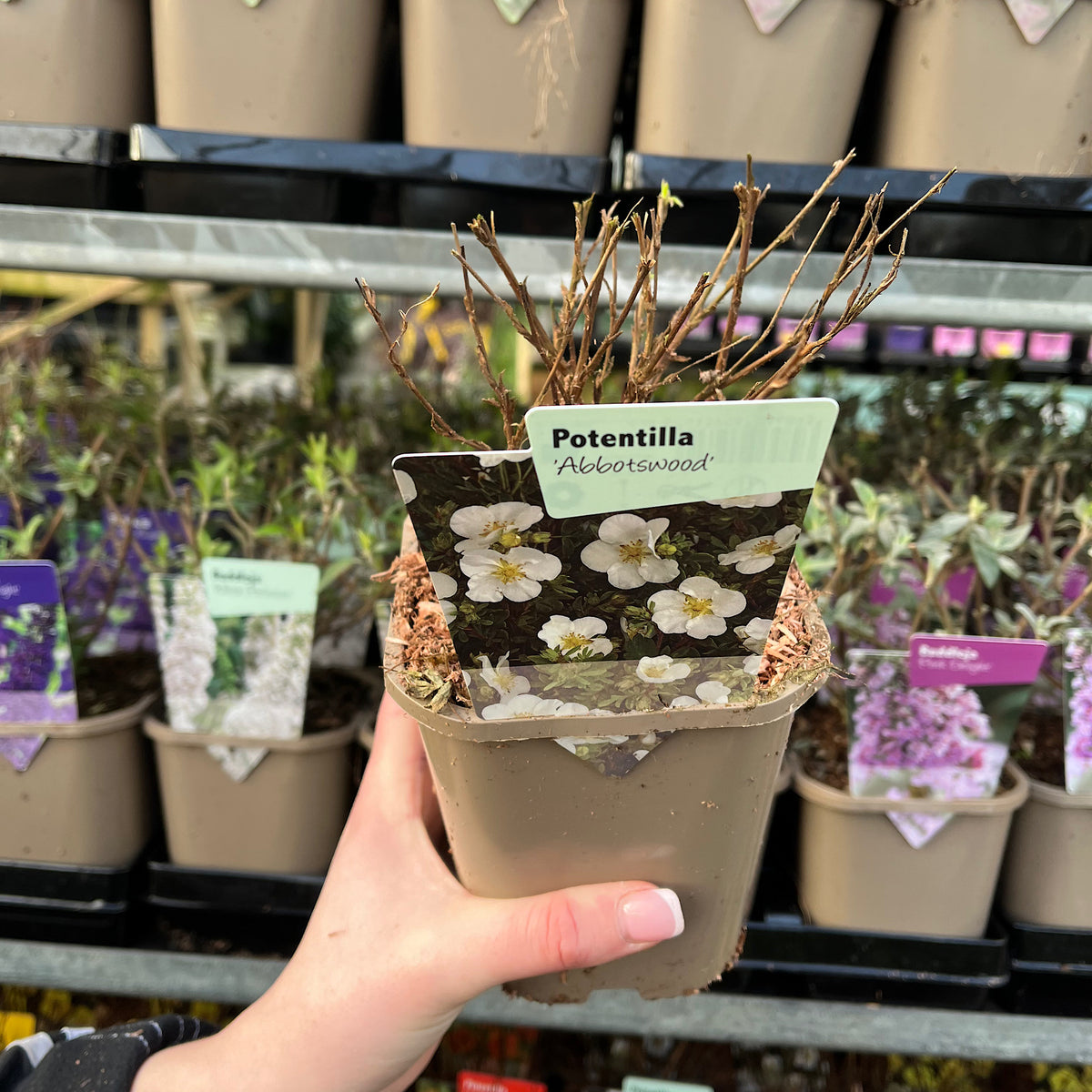 A hand holds a Potentilla fruticosa &#39;Abbotswood&#39; (1L / 2L) potted deciduous shrub, perfect for those seeking low-maintenance greenery.