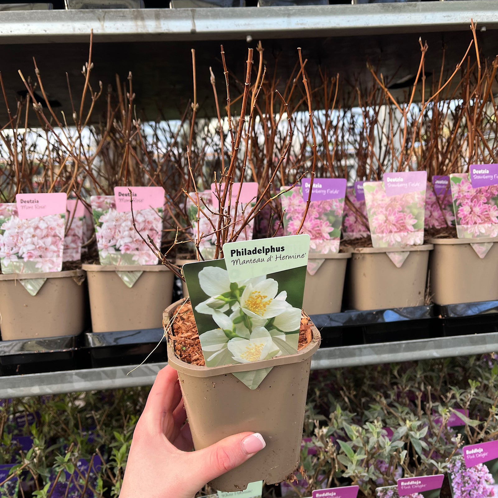 Fragrant white flowers of Philadelphus 'manteau d'Hermine' 1L / 2L bloom among green leaves, creating a charming display against a soft, outdoor backdrop.