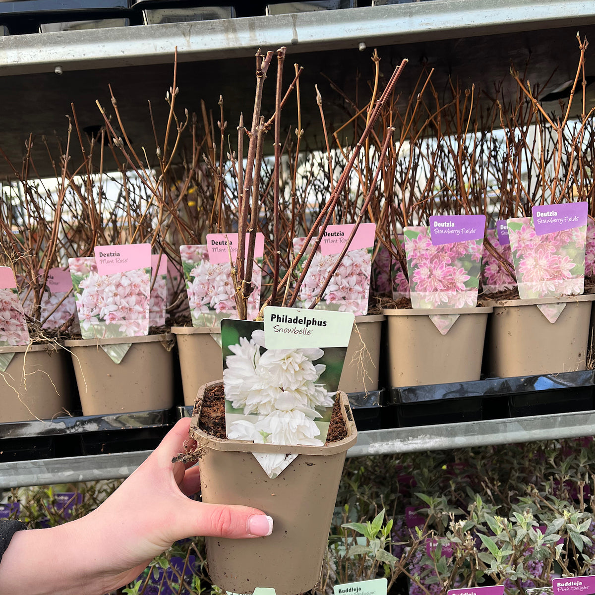 A hand holds a small pot of Philadelphus &#39;Snowbelle&#39;, a deciduous shrub. The label shows fragrant white blooms. More Philadelphus &#39;Snowbelle&#39; pots in 9cm, 1L, 2L, and 5L sizes are on the shelves in the background.