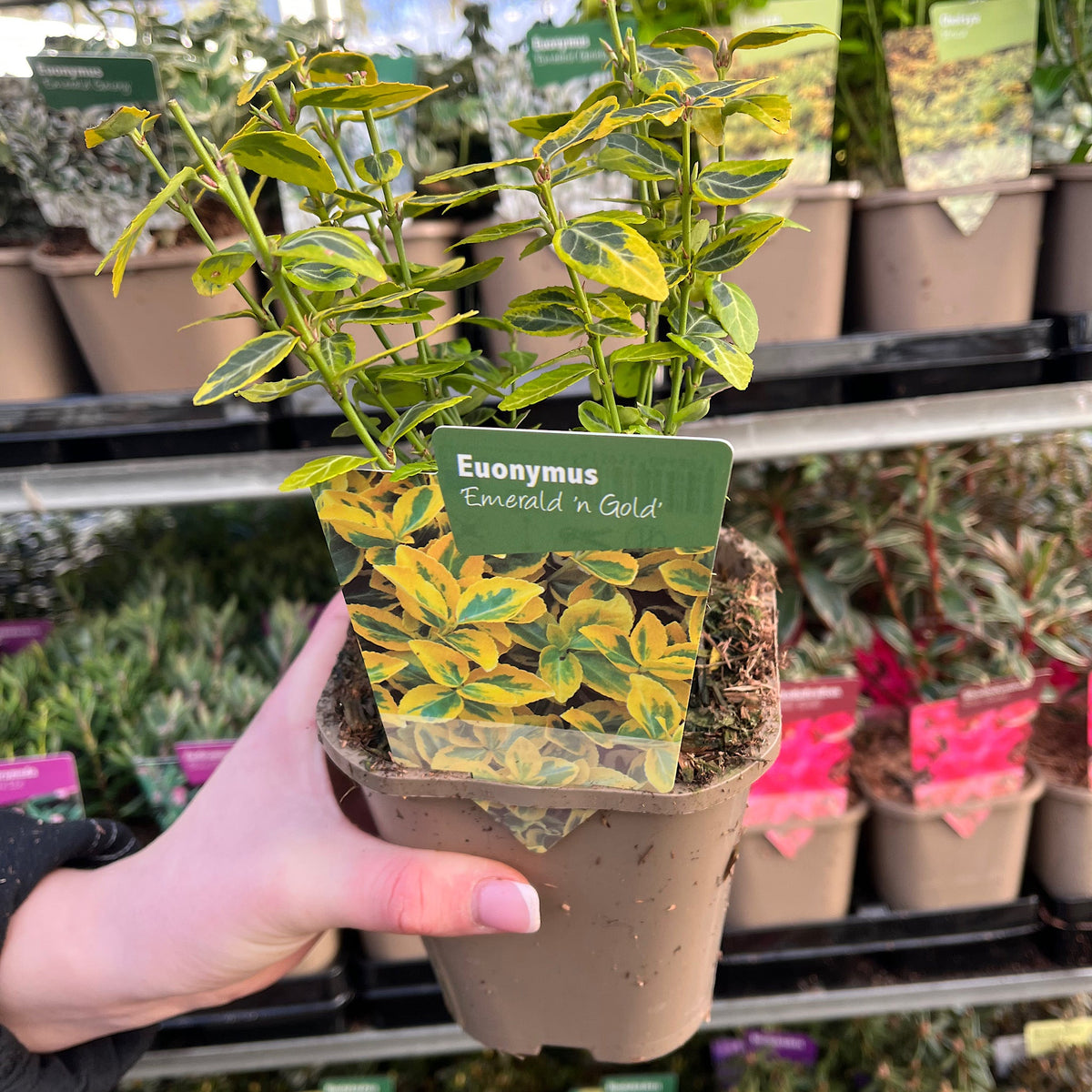 A hand holds one of the 5 Shrubs for a Sunny Site (5 x 9cm Shrubs), featuring green and yellow leaves, at a garden center with other potted plants visible on shelves in the background.