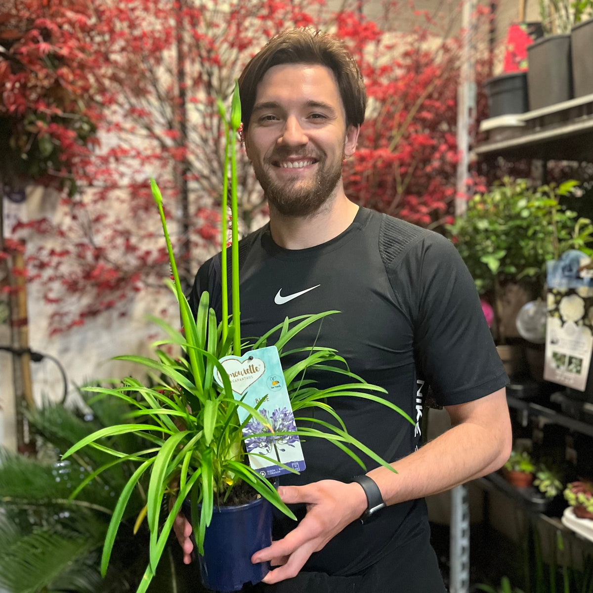 A smiling man in a black Nike shirt holds a potted spider plant at a garden center, surrounded by red flowers and Agapanthus &#39;Africanus&#39; - African Lily (Blue) 1.5L, along with other hardy perennials in the background.