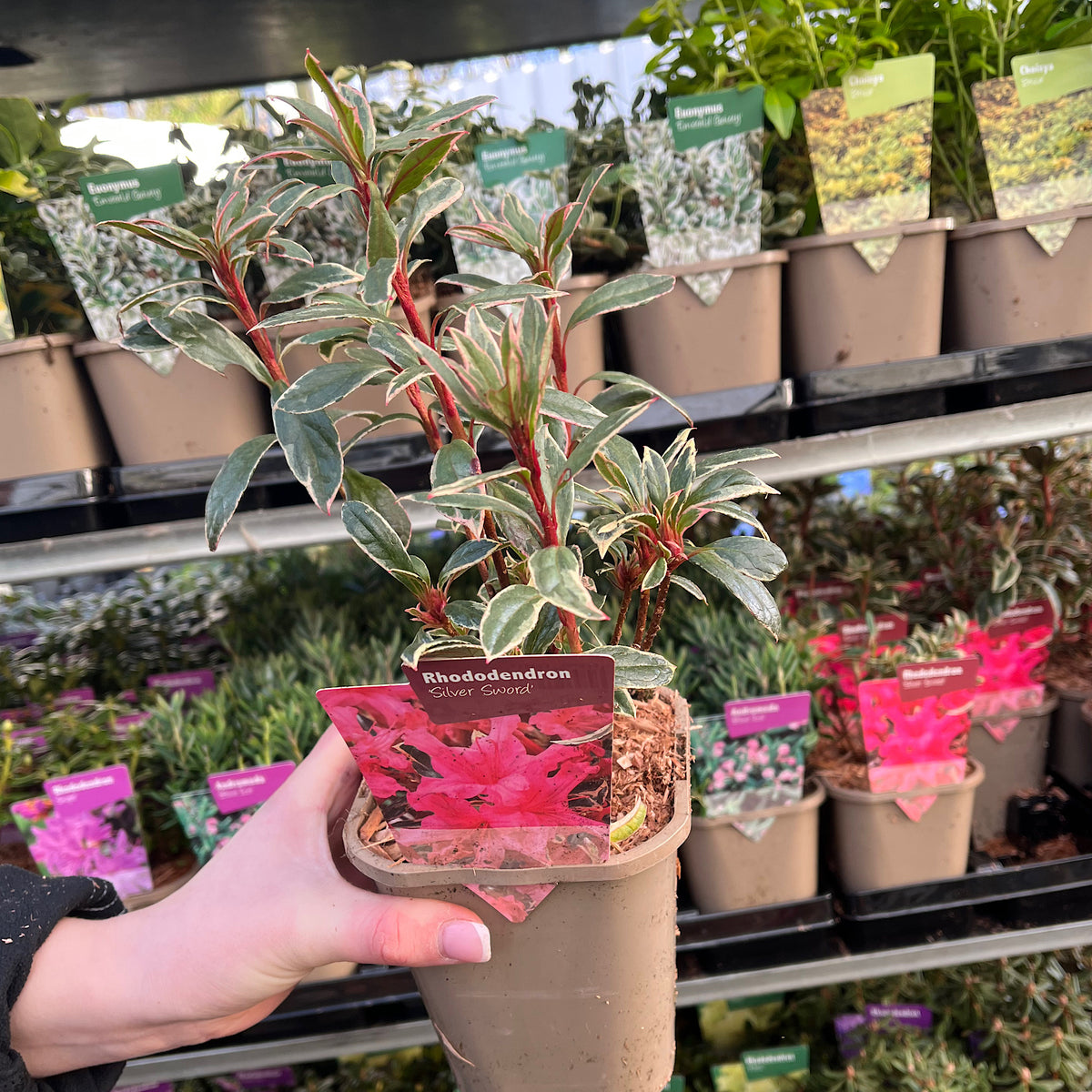 A hand holds a Rhododendron japonica &#39;Silver Sword&#39; 1L with striking variegated evergreen leaves, displayed among other potted plants with colorful tags at a garden center.