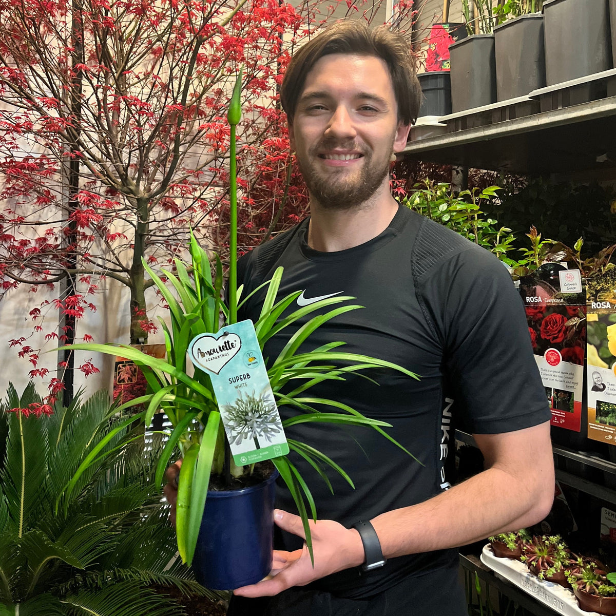 Agapanthus &#39;Africanus&#39; - African Lily  (White)  1.5L