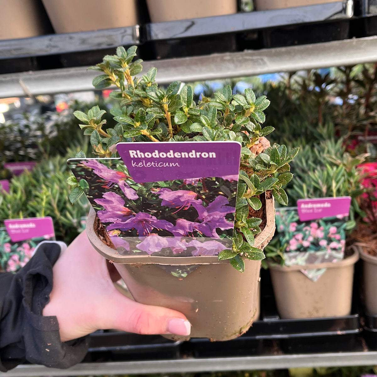Rhododendron &#39;keleticum&#39; 1L