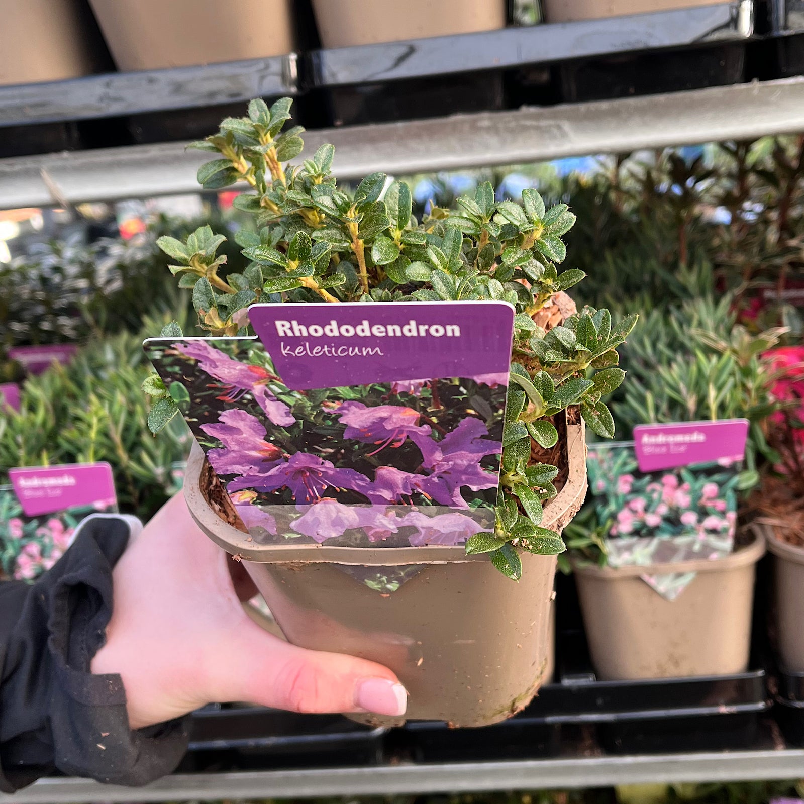 Rhododendron 'keleticum' 1L